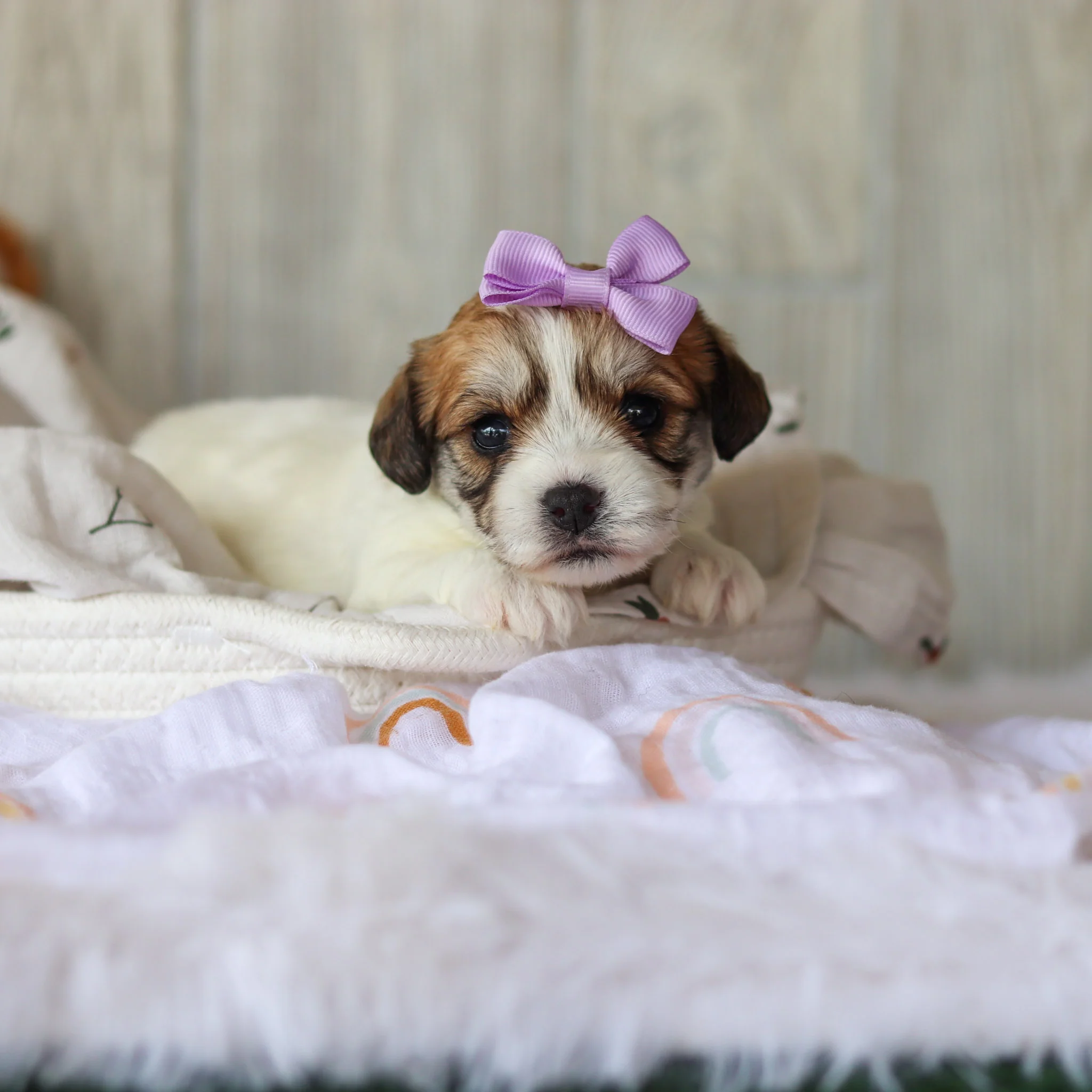 Addie - Available 6/4 - Image 4