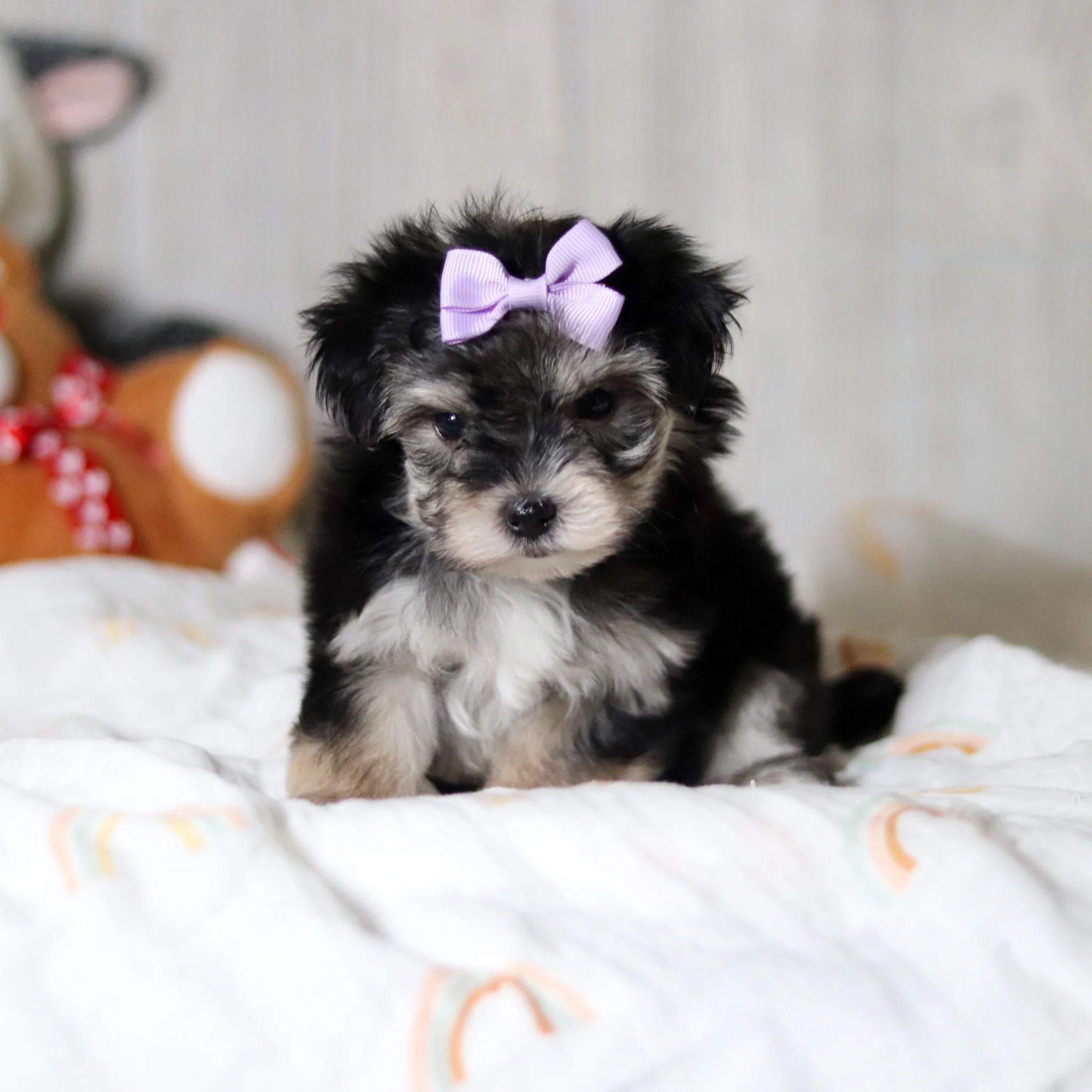 Arie - Available 5/28