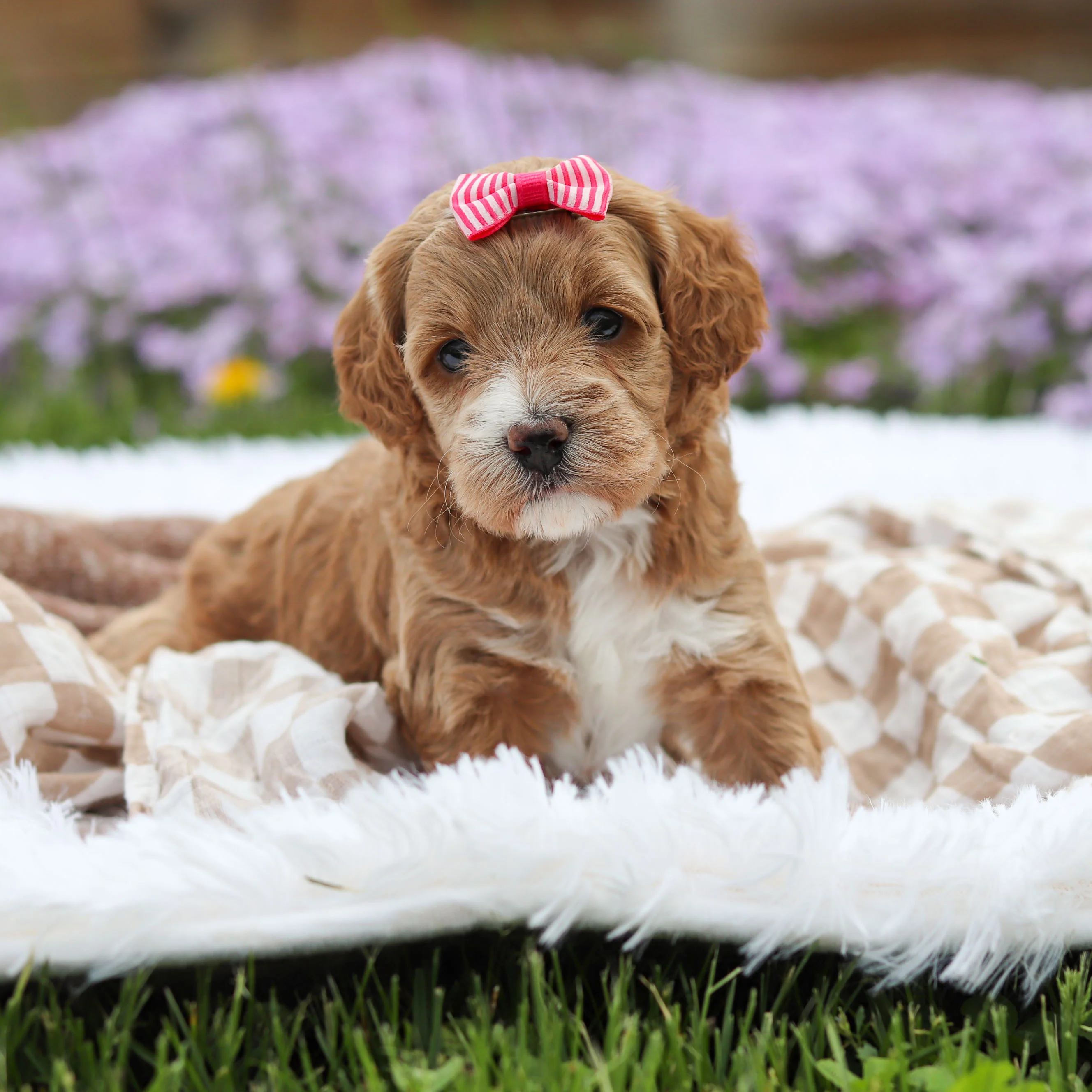 Aspen - Available 5/21 - Image 2