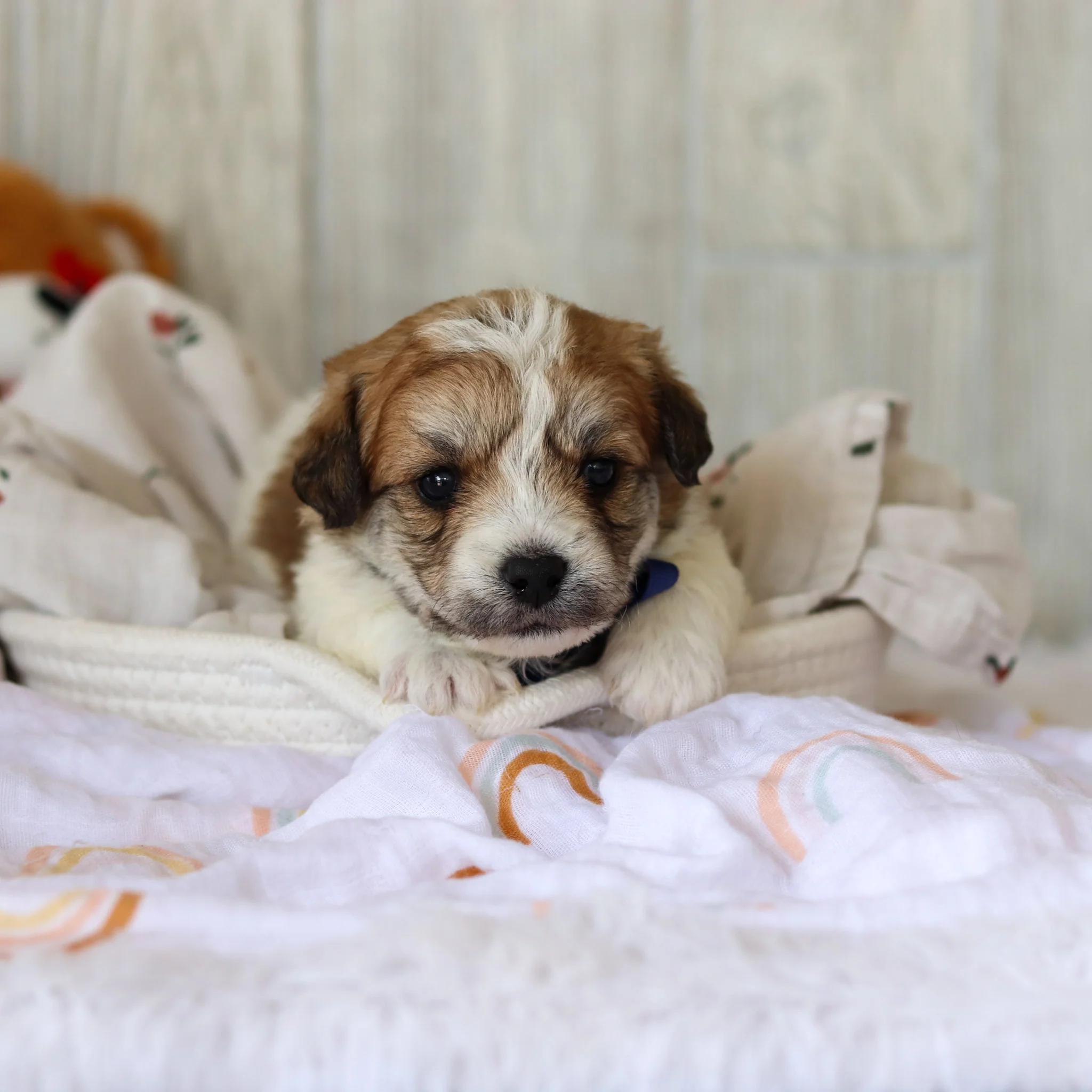Augie - Available 6/4 - Image 3