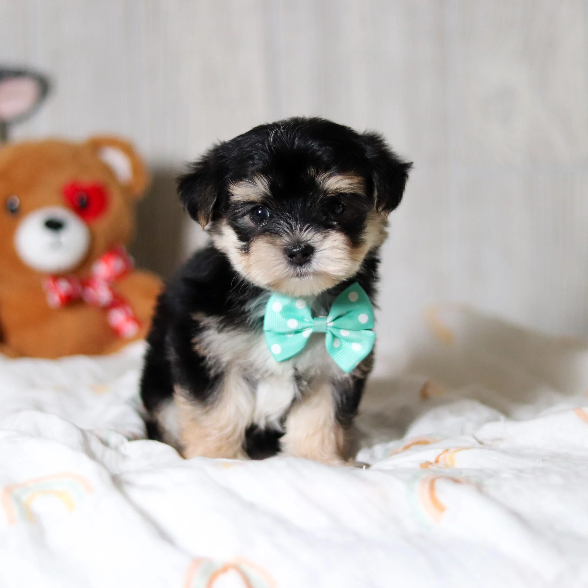 Axel - Available 5/28