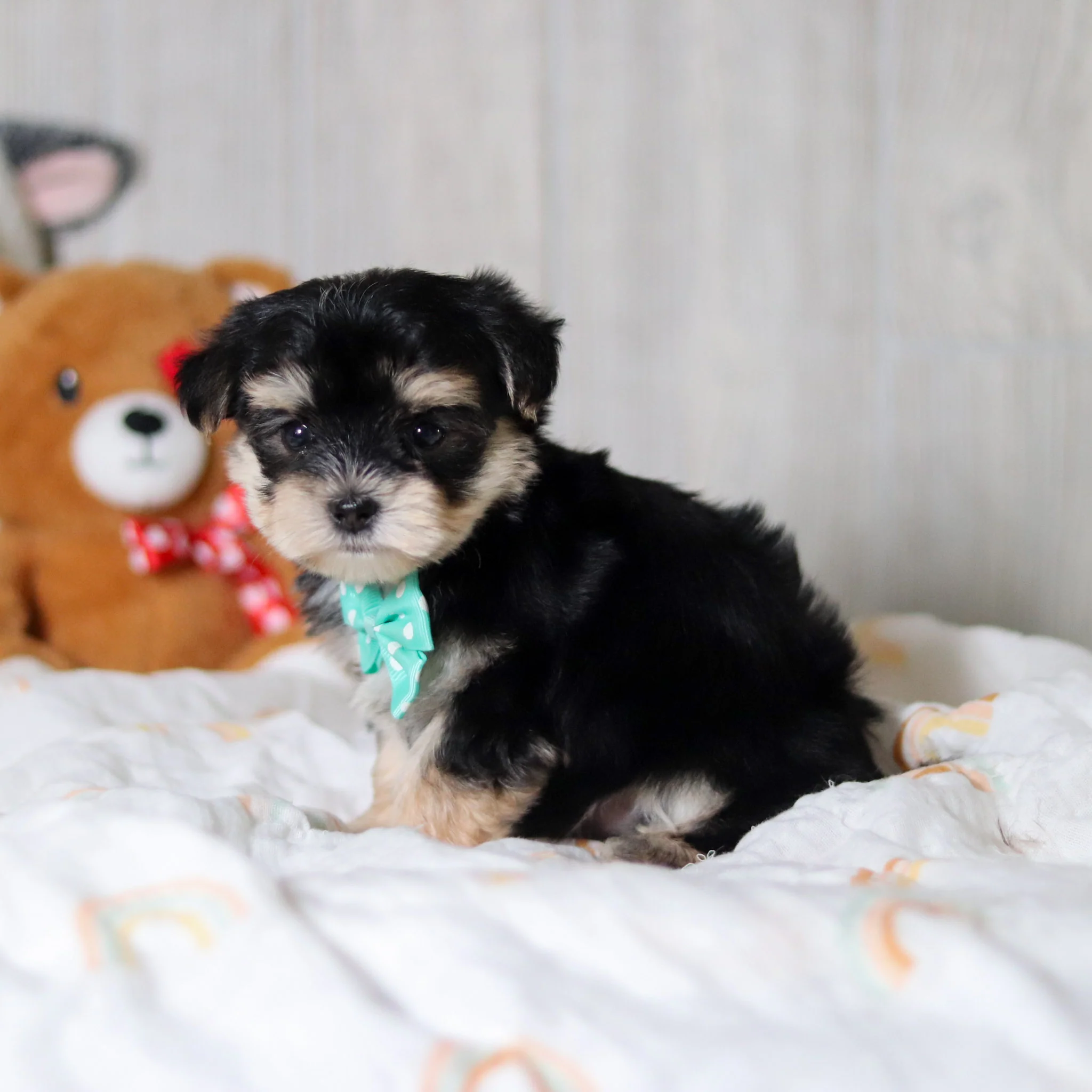 Axel - Available 5/28 - Image 3