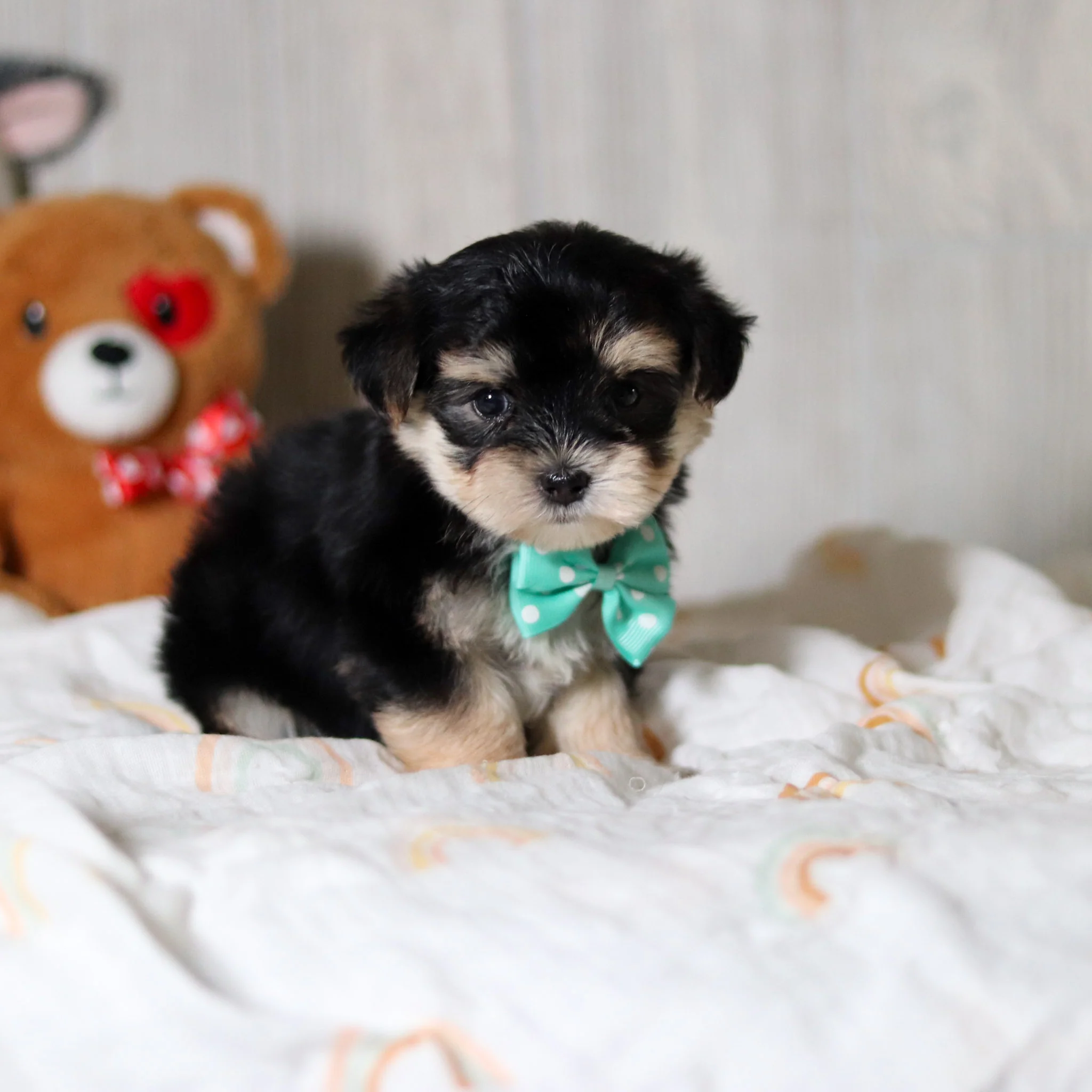 Axel - Available 5/28 - Image 4