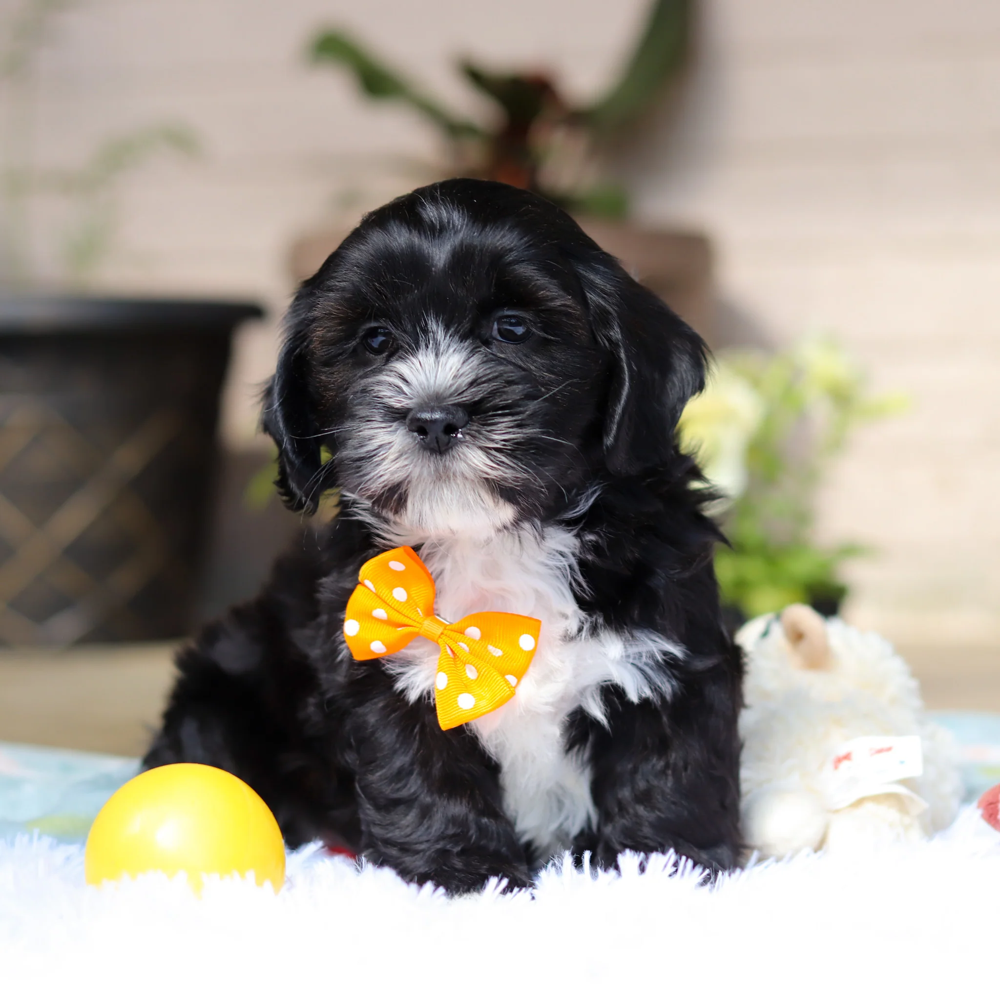 Bentley - Available 5/21 - Image 3