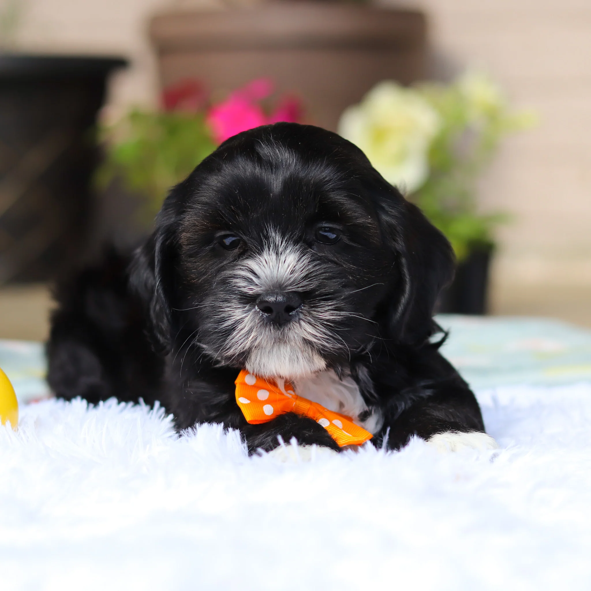 Bentley - Available 5/21 - Image 4