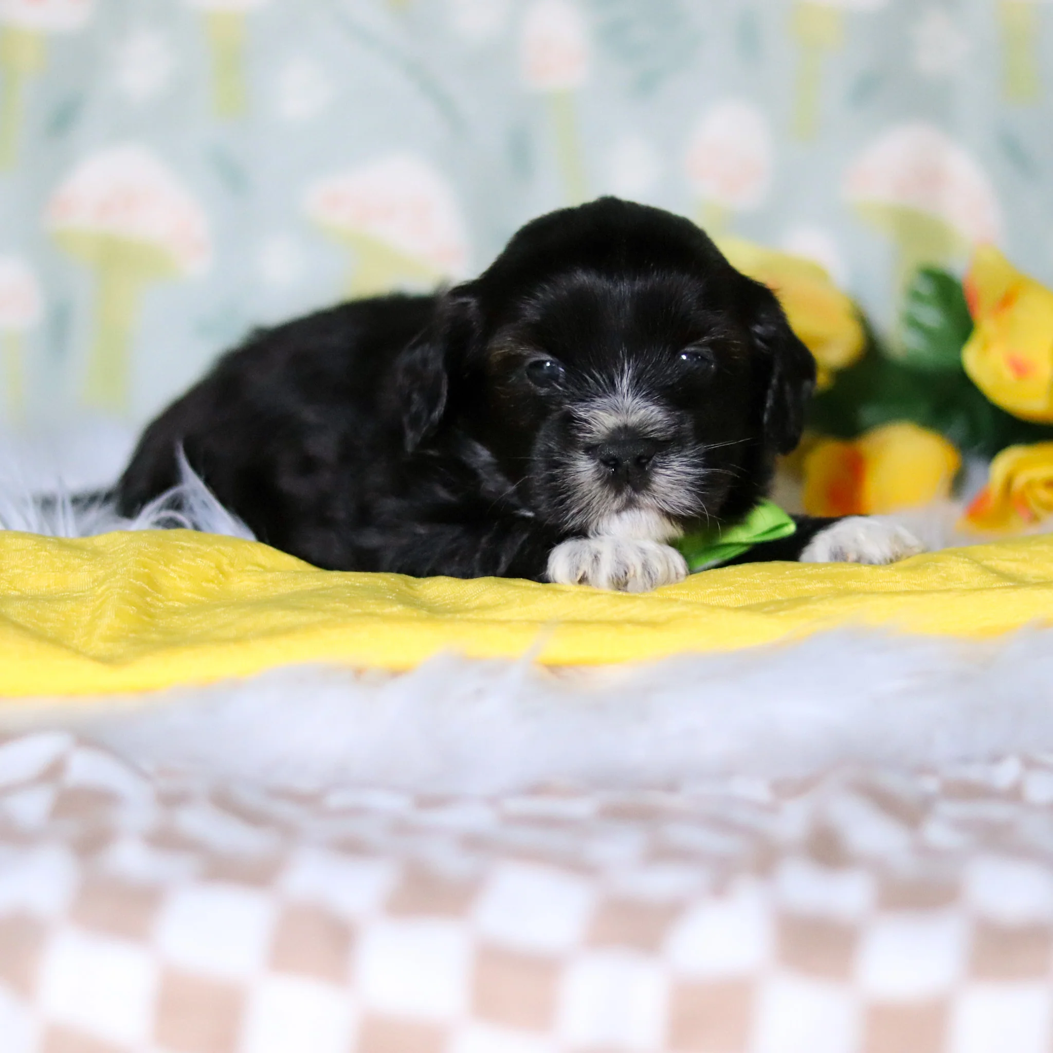 Bentley - Available 5/21 - Image 5