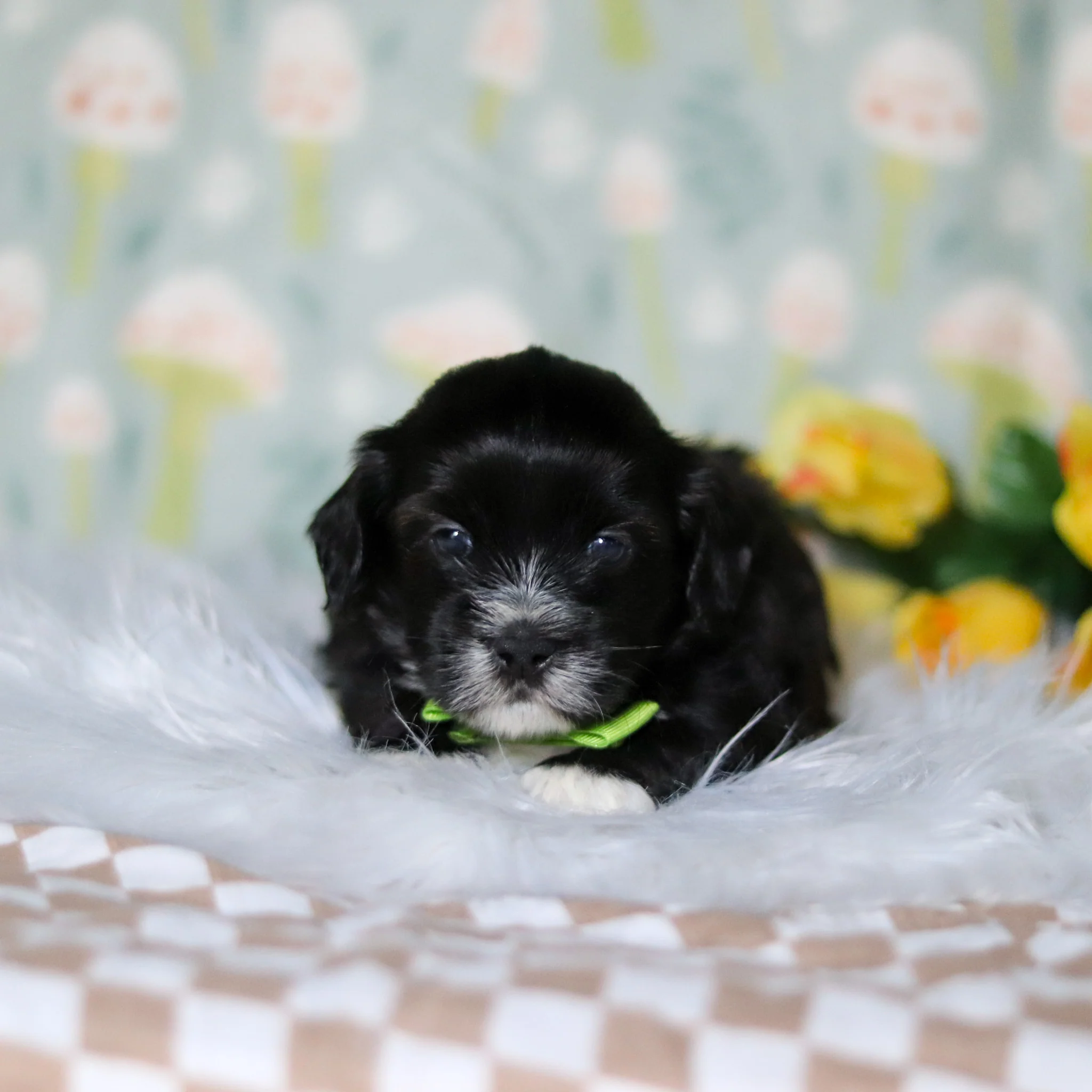 Bentley - Available 5/21 - Image 6