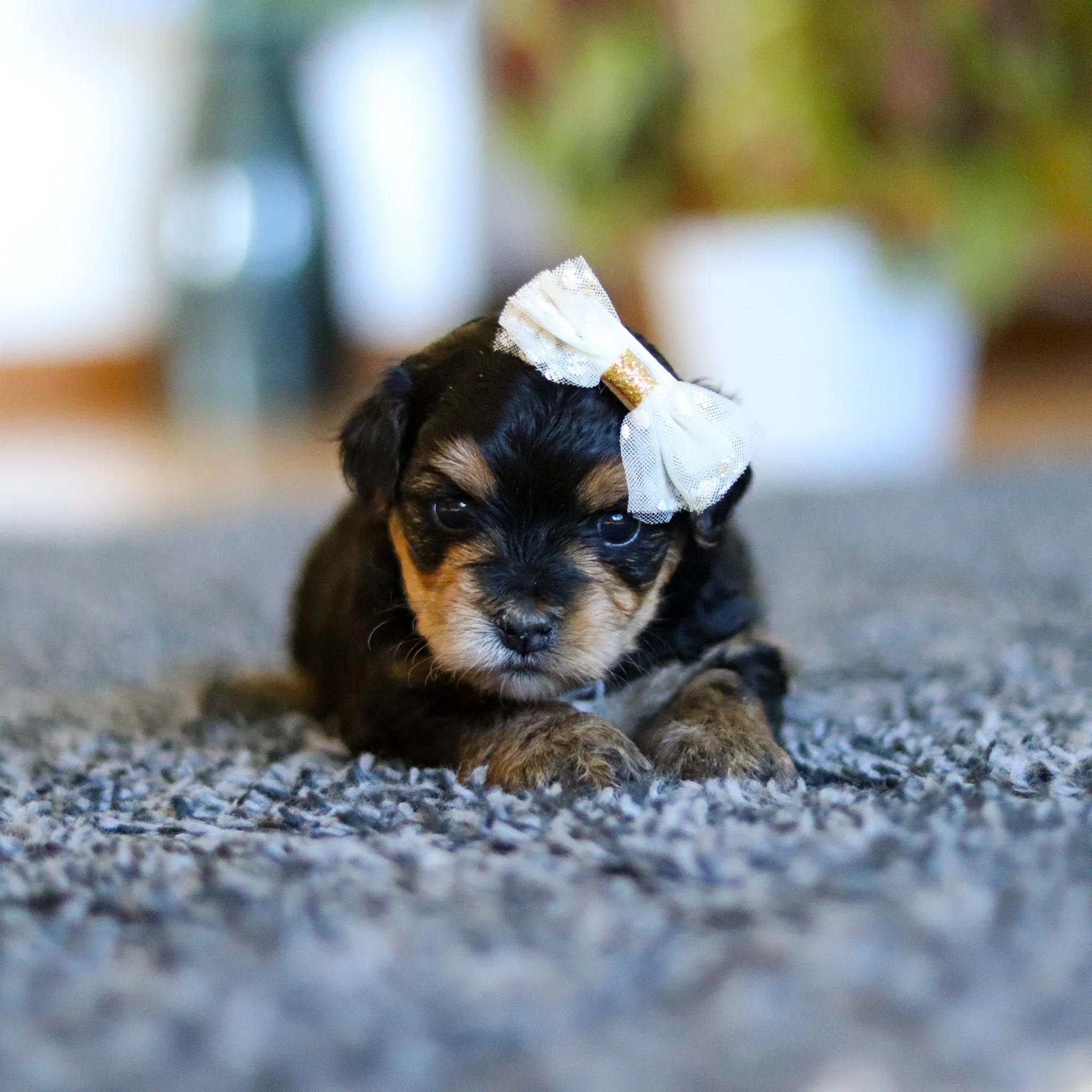 Blaire - Available 5/28 - Image 10