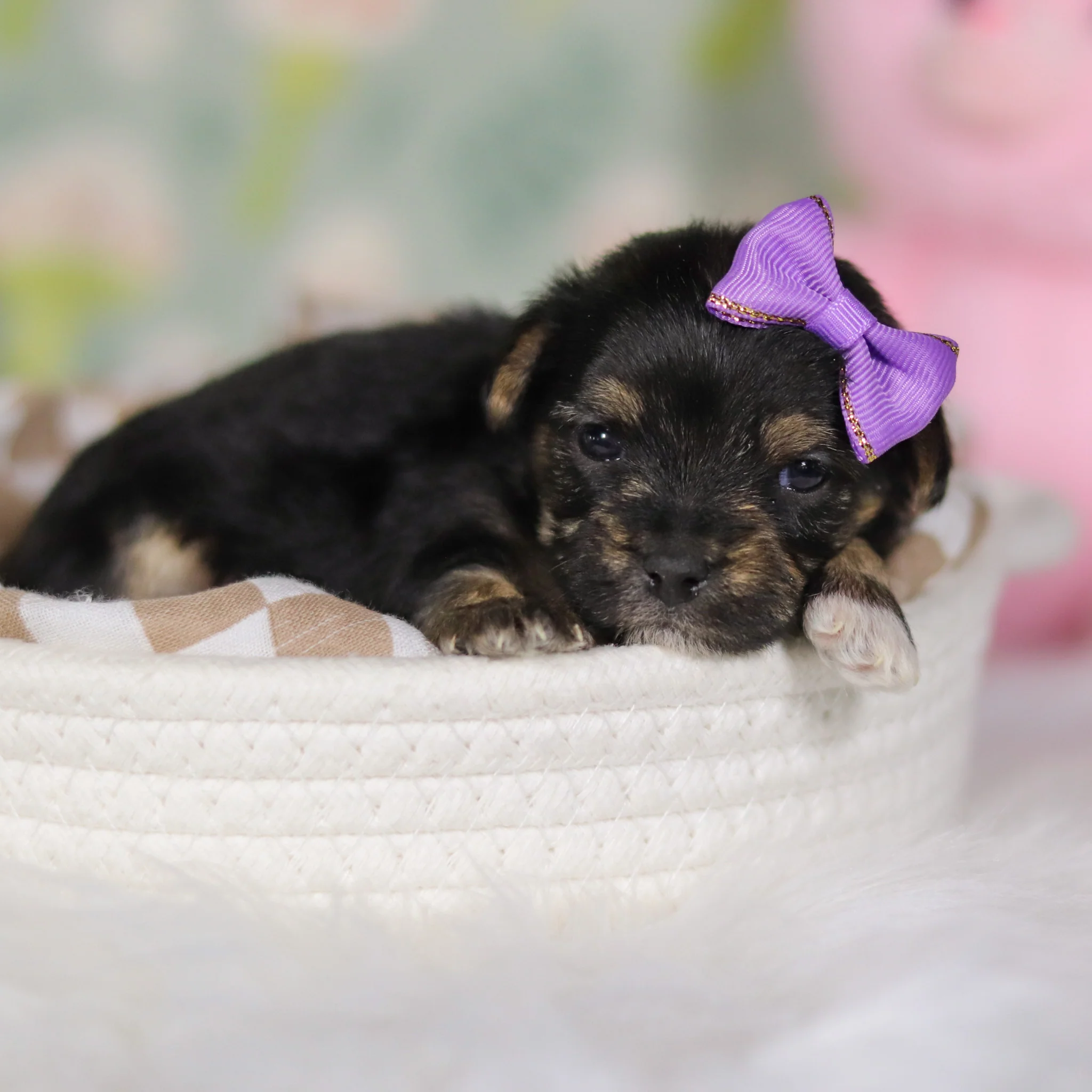 Blossom - Available 5/14 - Image 4
