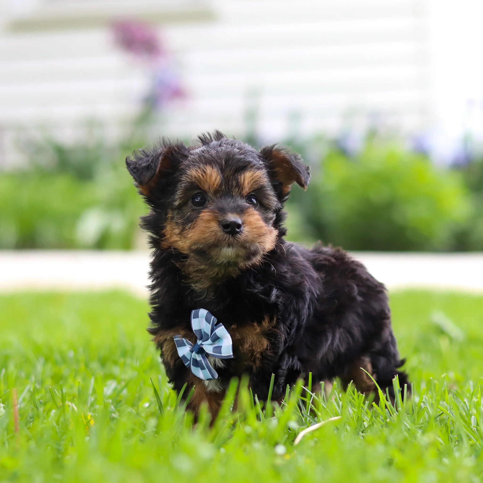 Bobby - Available 5/28