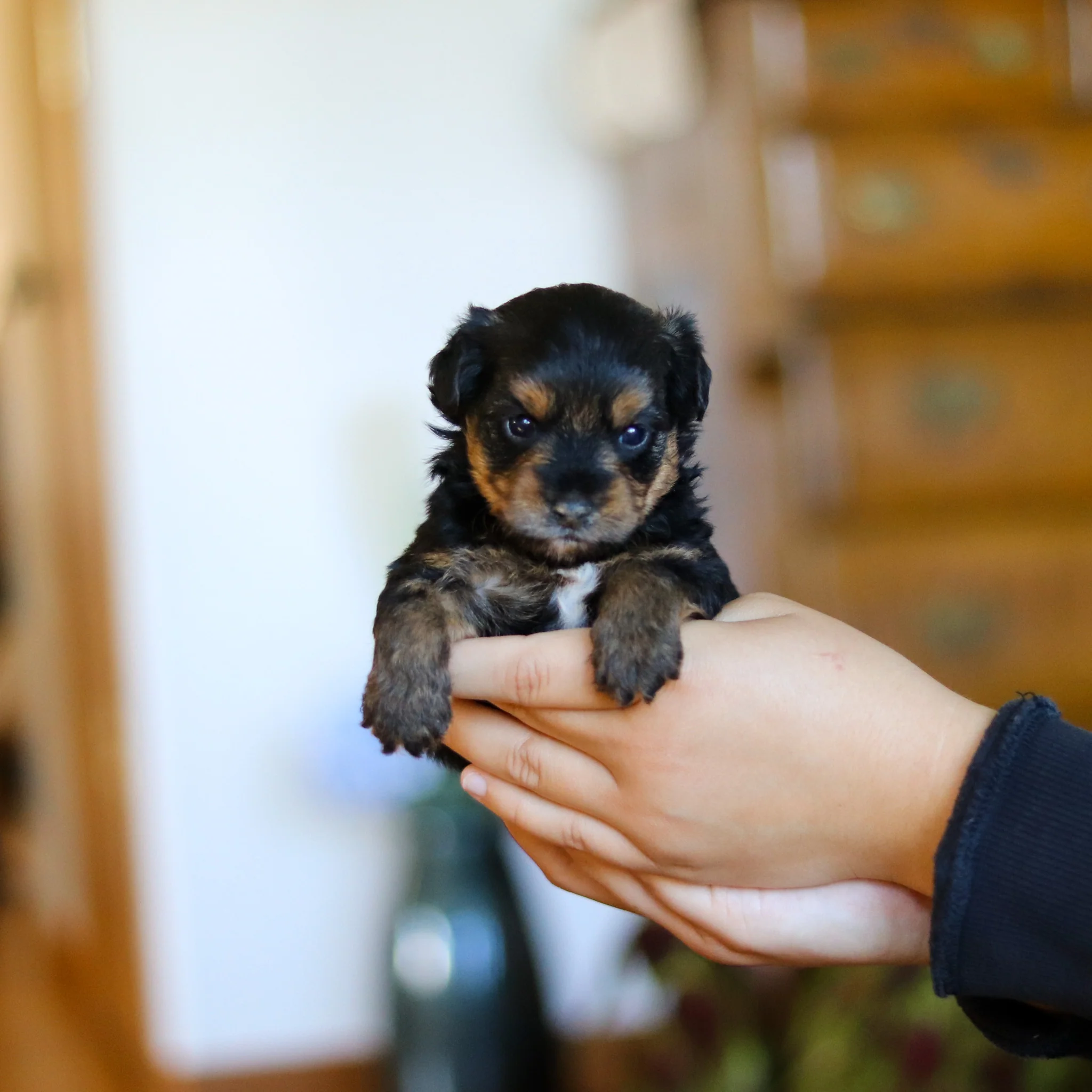 Bobby - Available 5/28 - Image 11