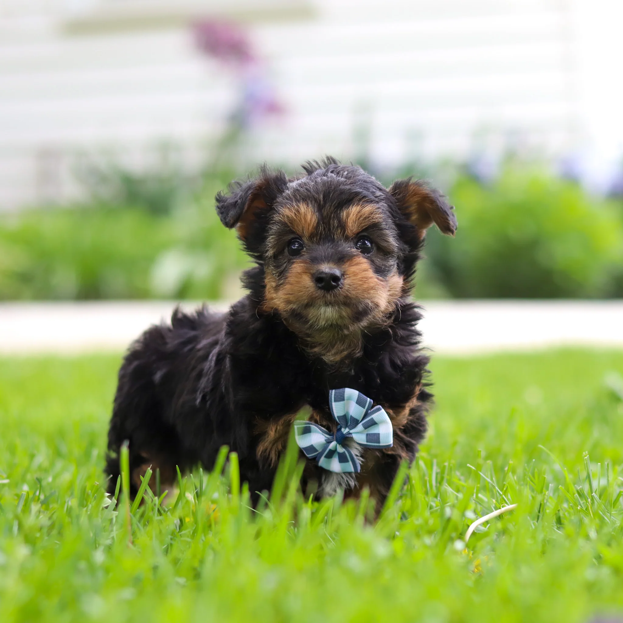 Bobby - Available 5/28 - Image 5