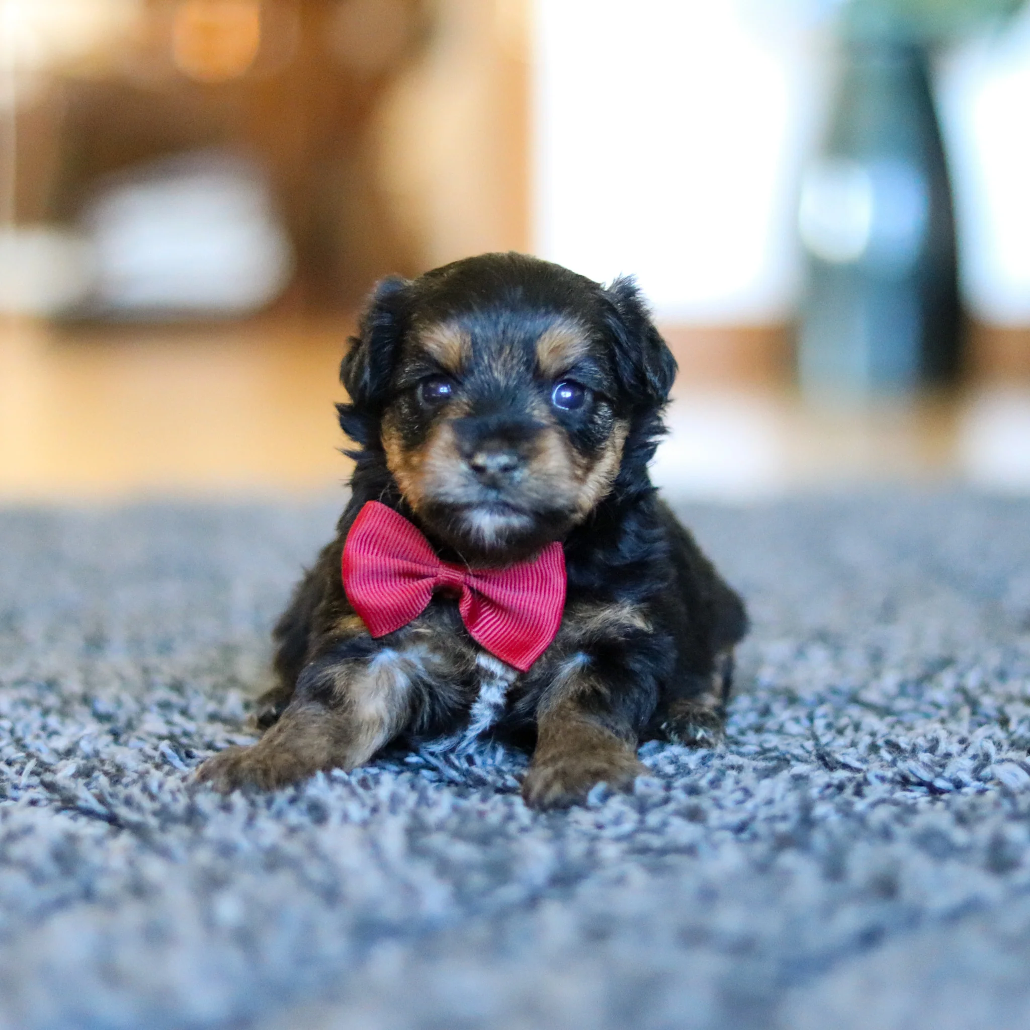 Bobby - Available 5/28 - Image 6