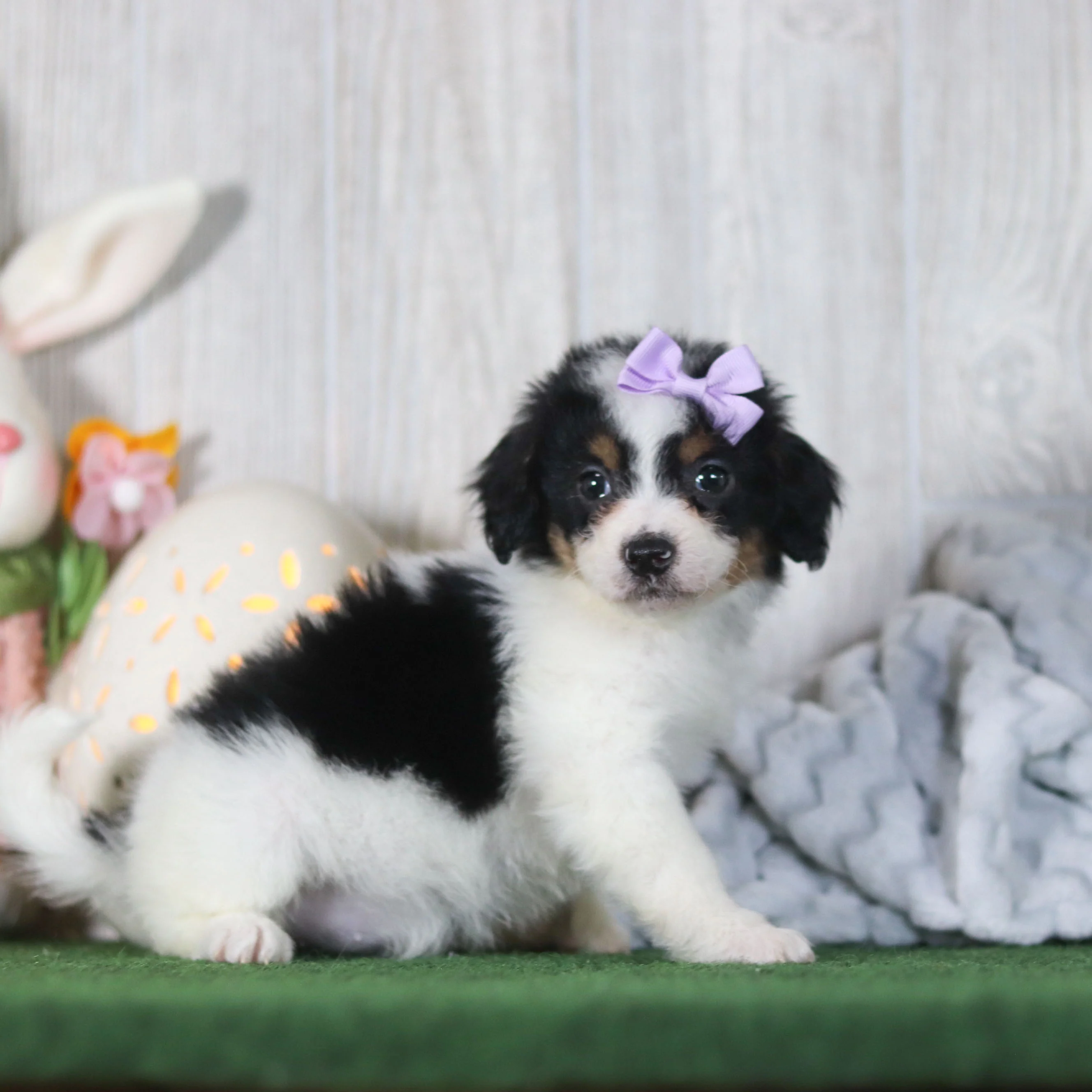 Bonnie - Available Now - Image 4