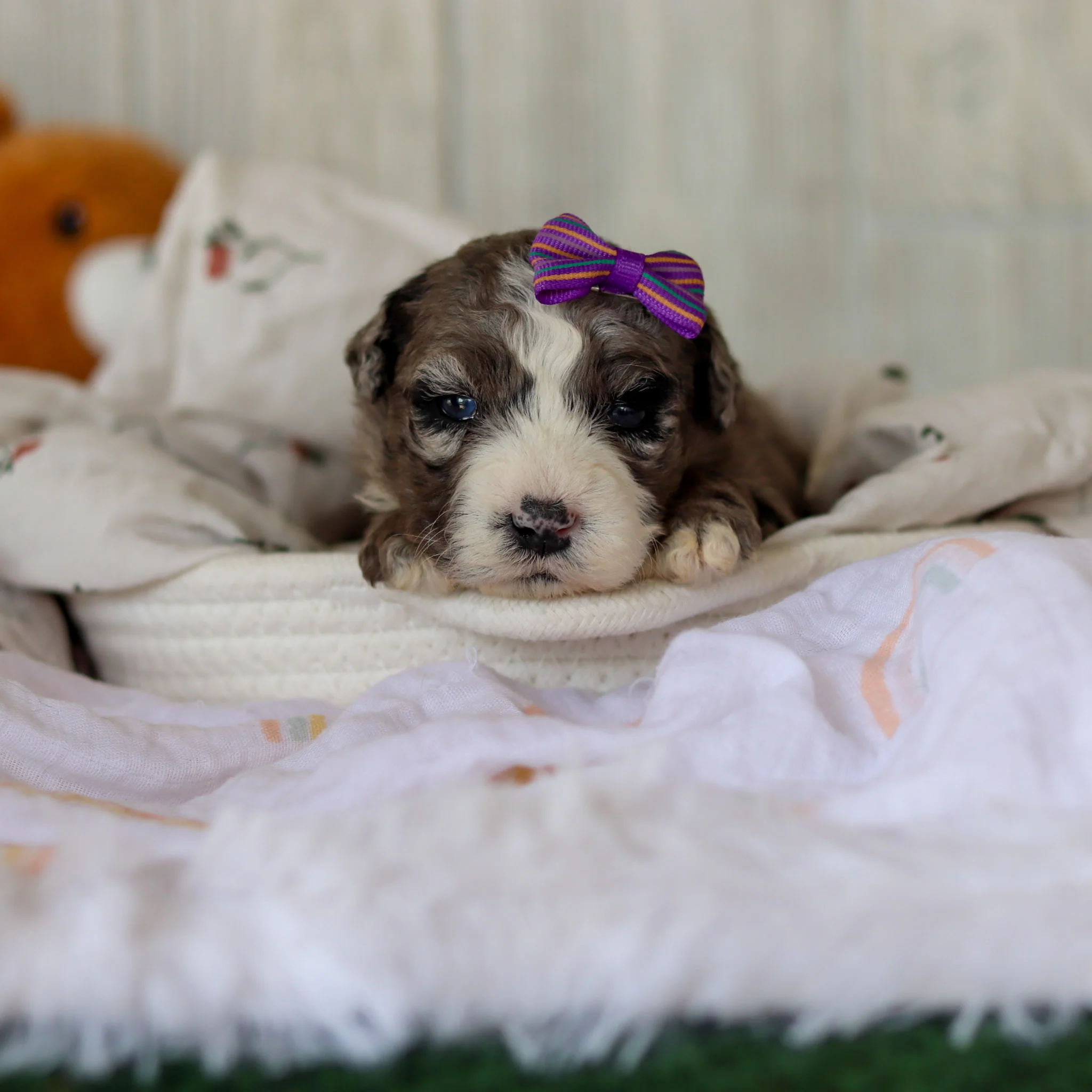 Buttercup - Available 6/4 - Image 2