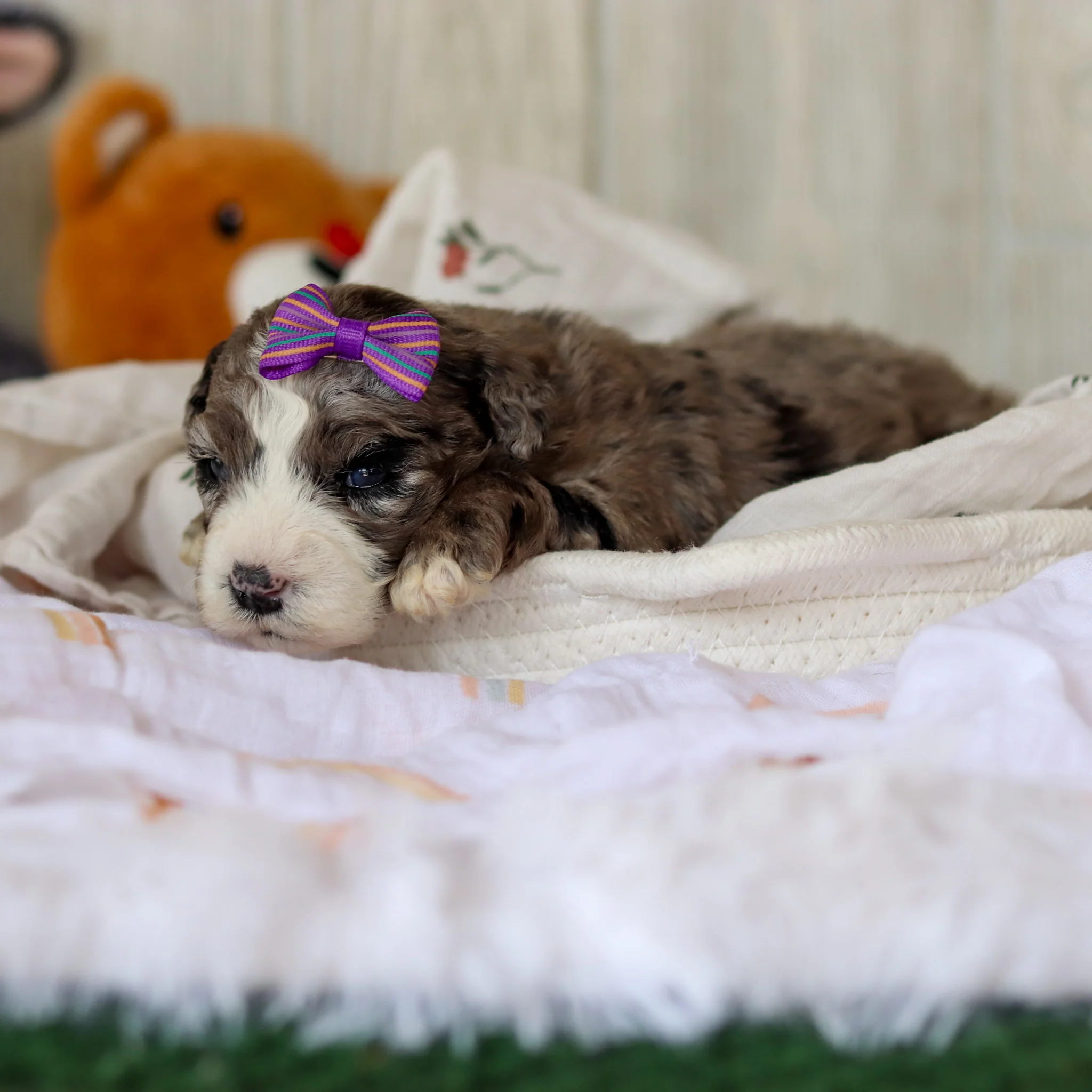 Buttercup - Available 6/4 - Image 3