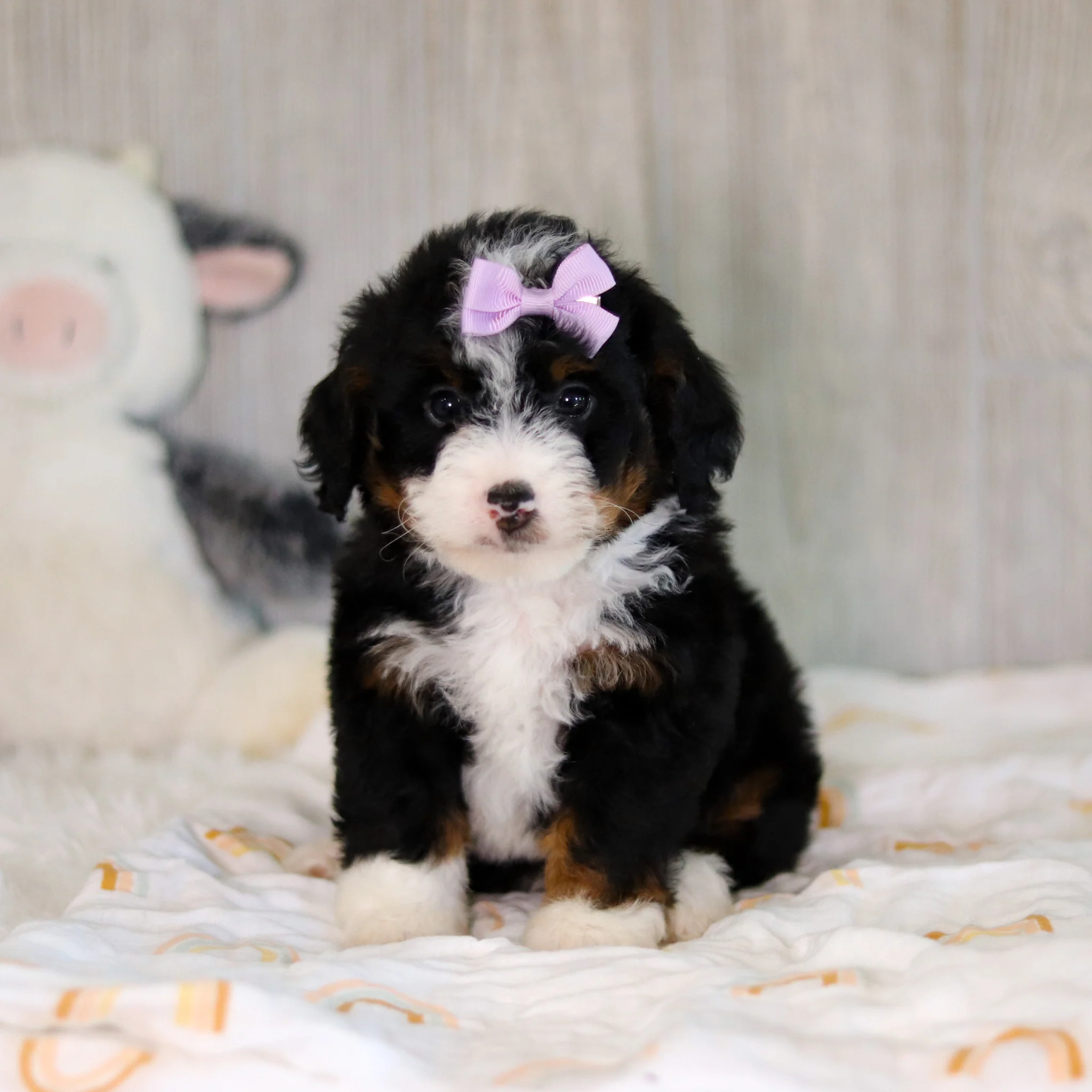 Callie - Available Now