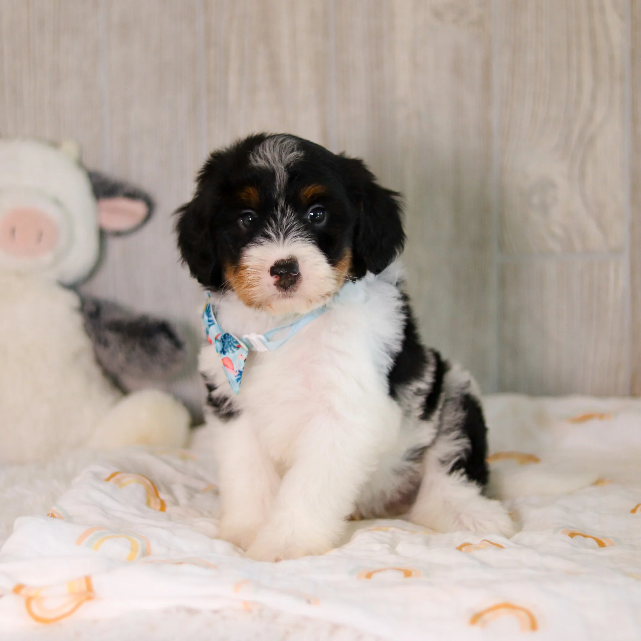 Charlie - Available Now - Image 3