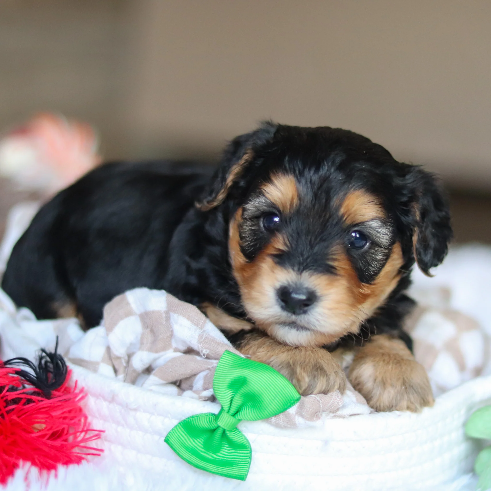 Chester - Available 5/28