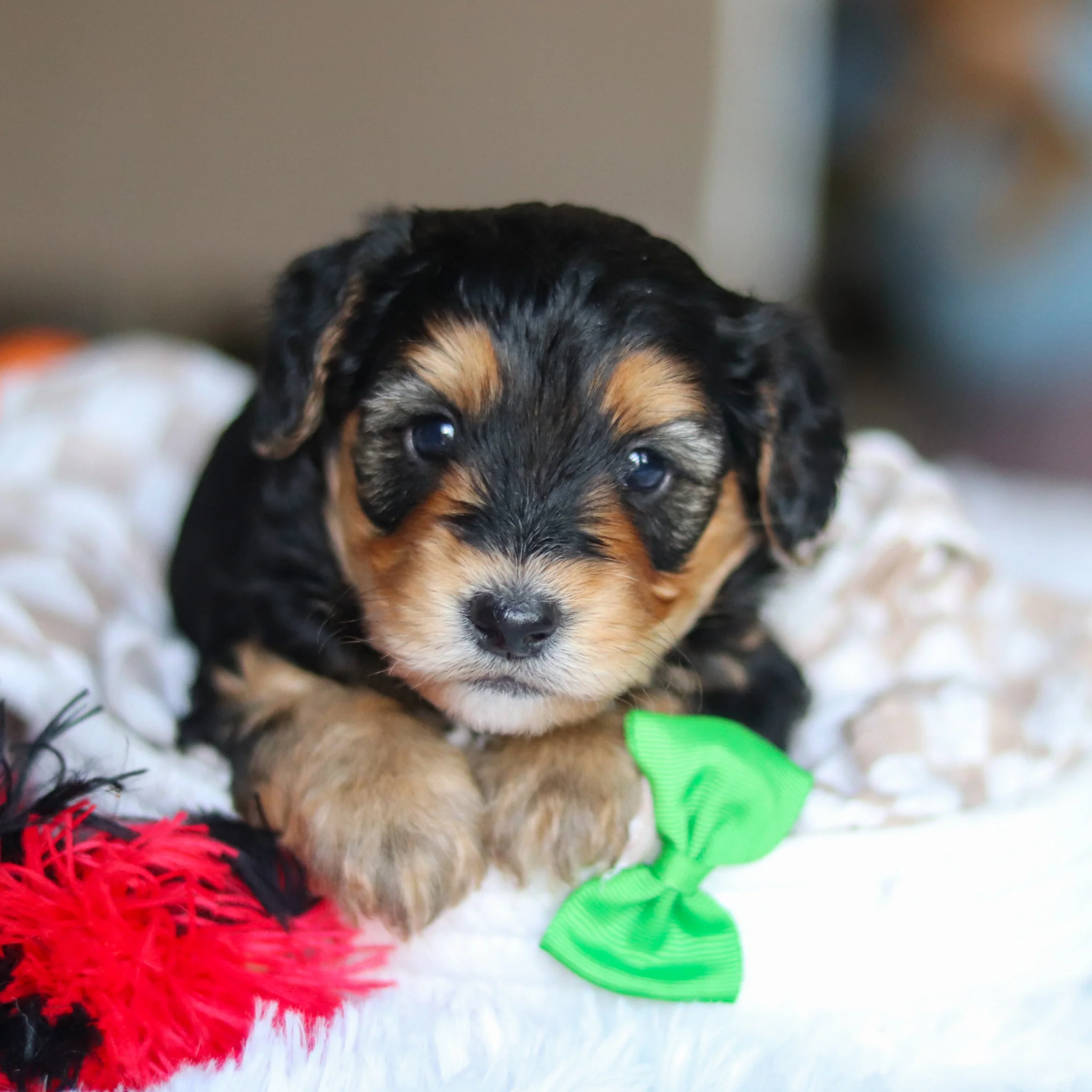 Chester - Available 5/28 - Image 3