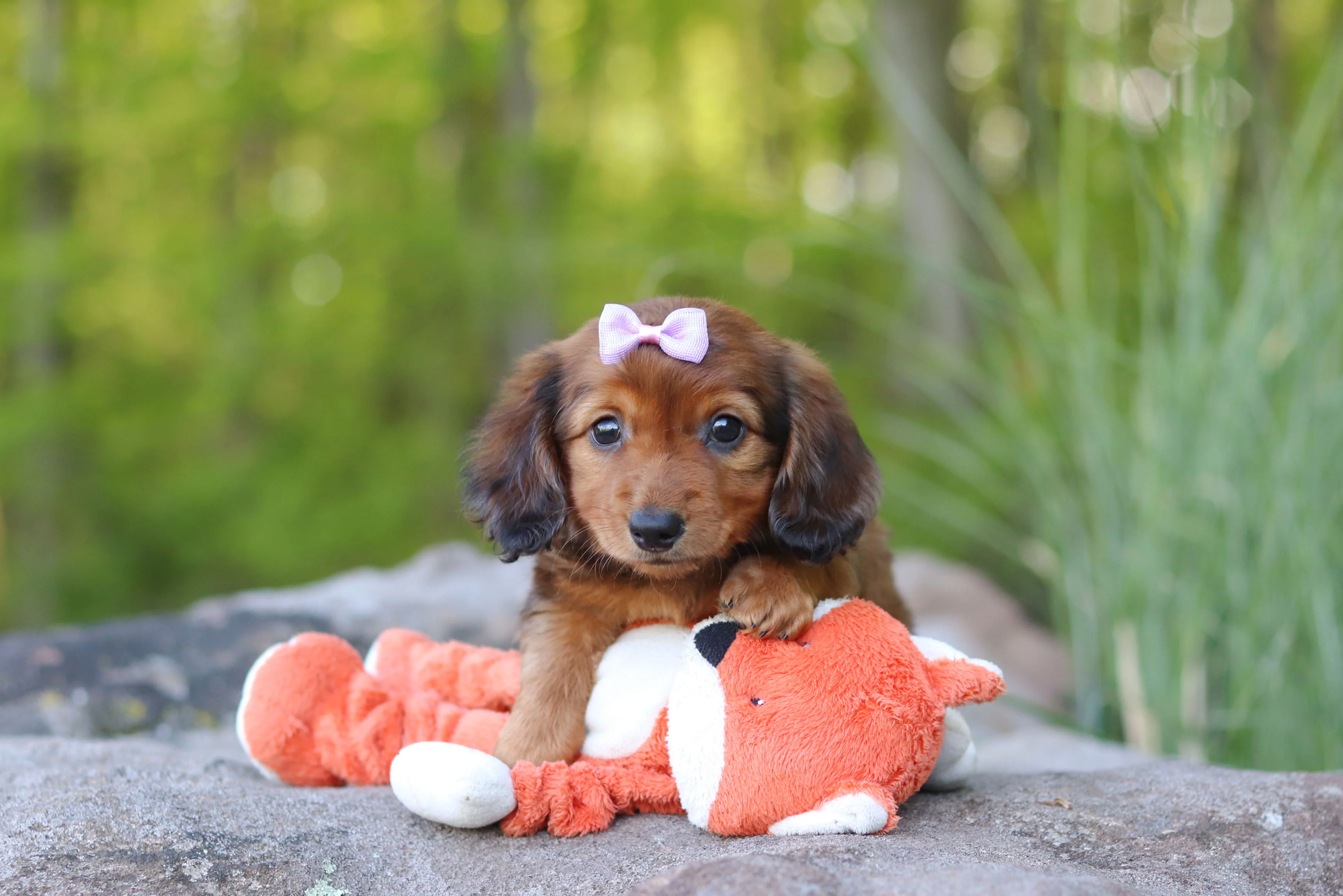 Cici - Available 5/21 - Image 5