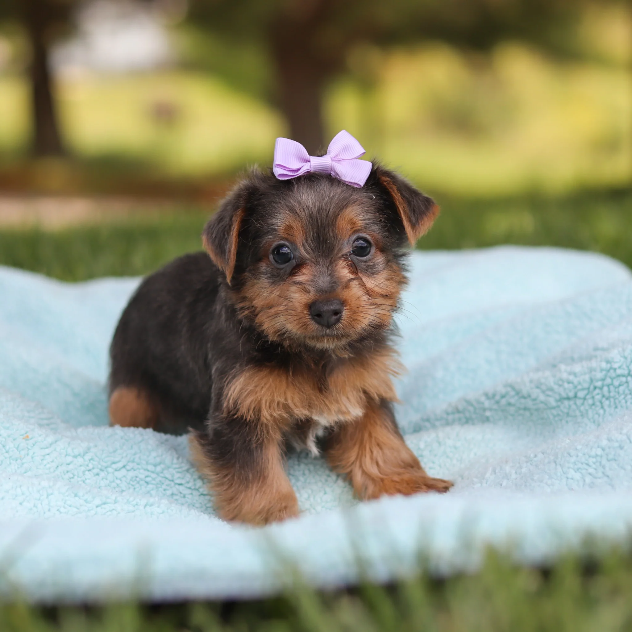 Cinnamon - Available 5/28 - Image 2