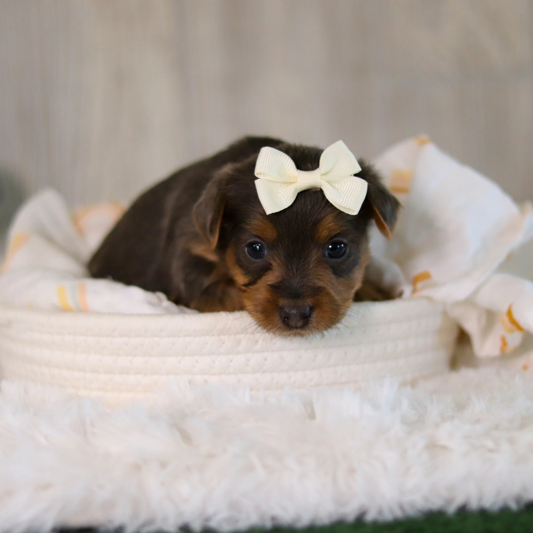 Cinnamon - Available 5/28 - Image 5