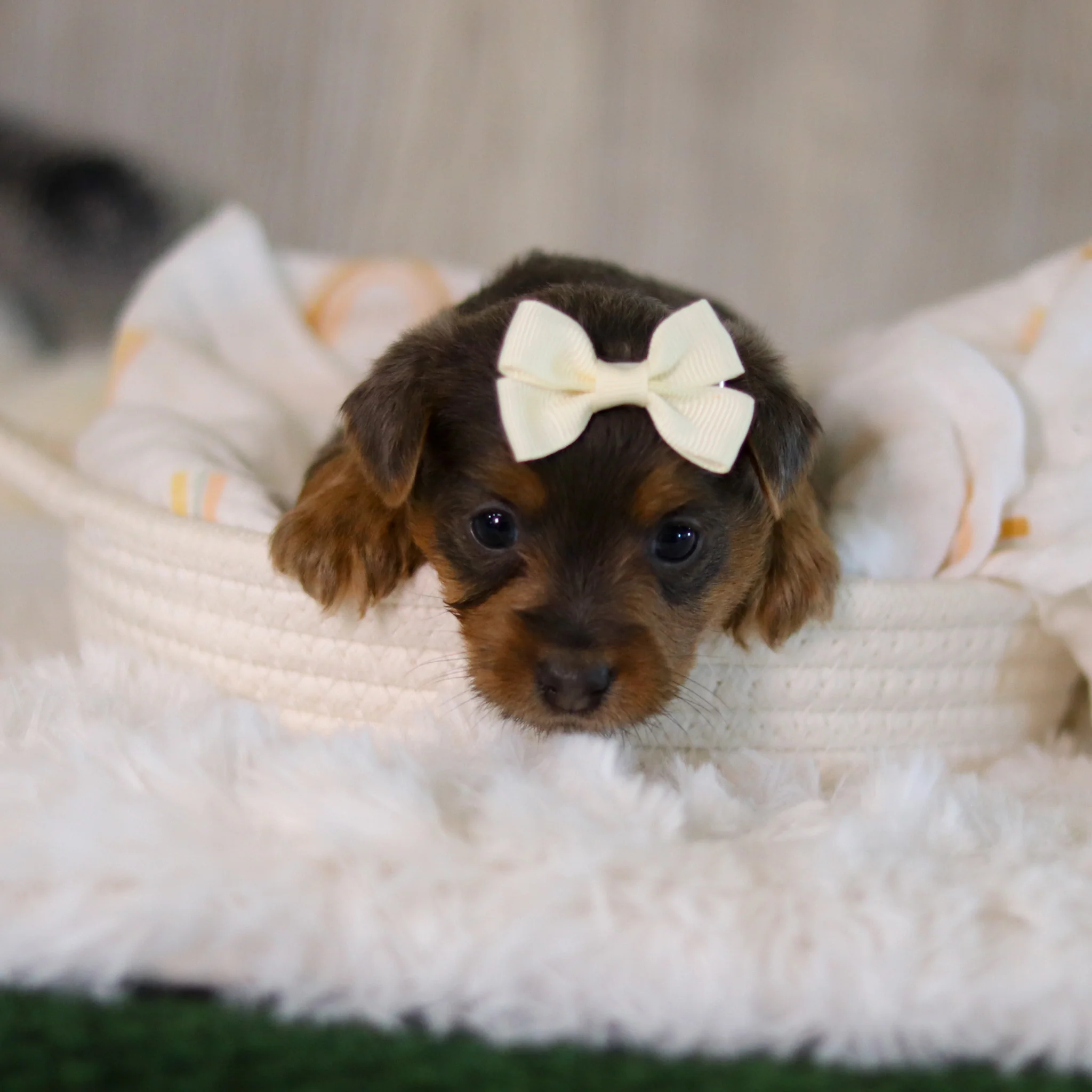 Cinnamon - Available 5/28 - Image 6