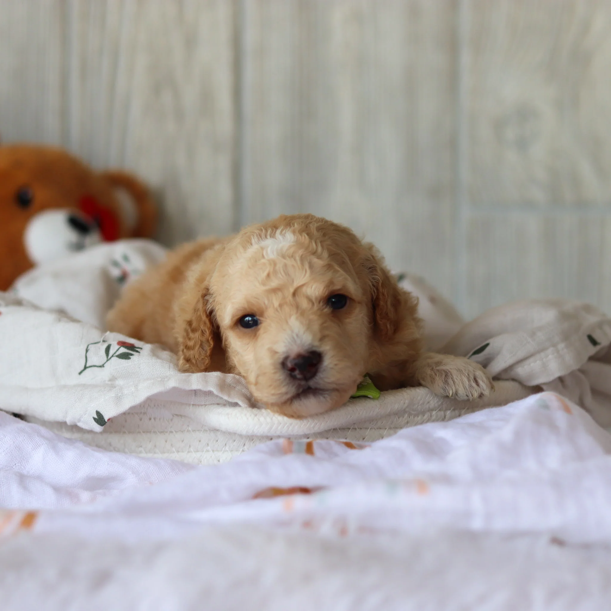 Clancy - Available 6/4 - Image 2