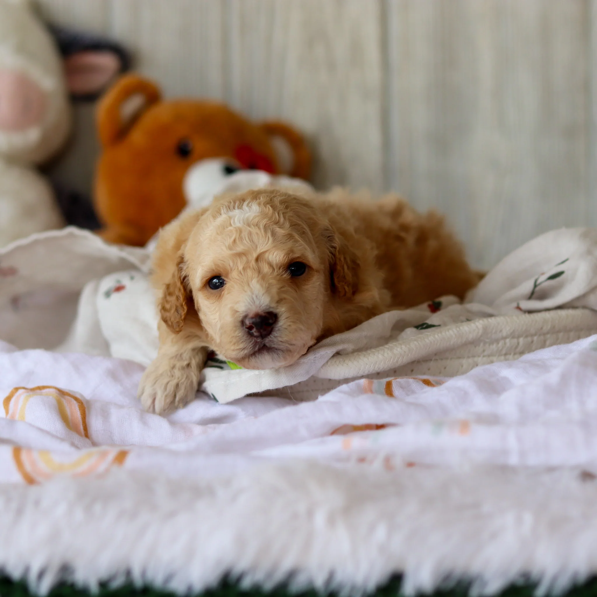 Clancy - Available 6/4 - Image 3