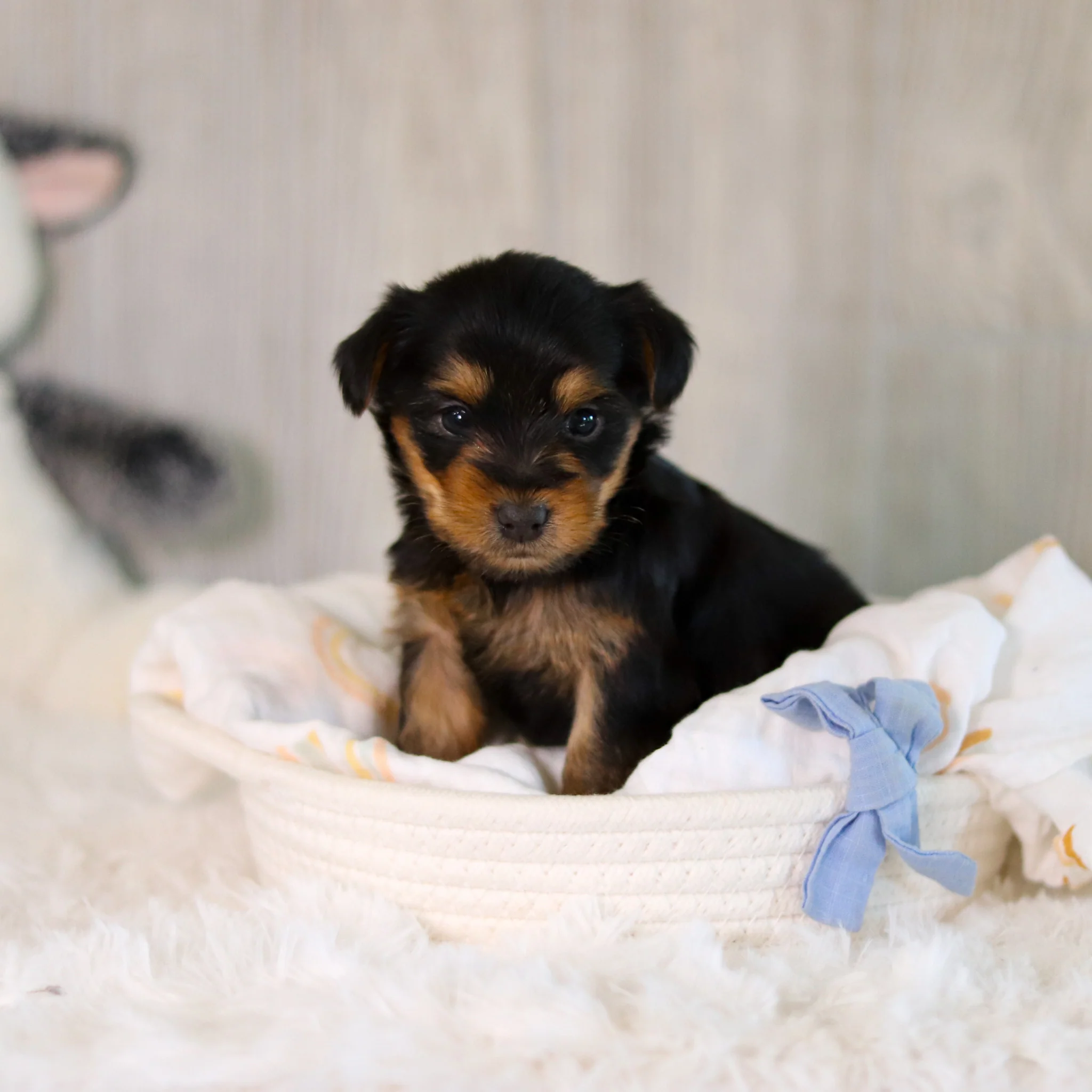 Clyde - Available 5/28 - Image 5