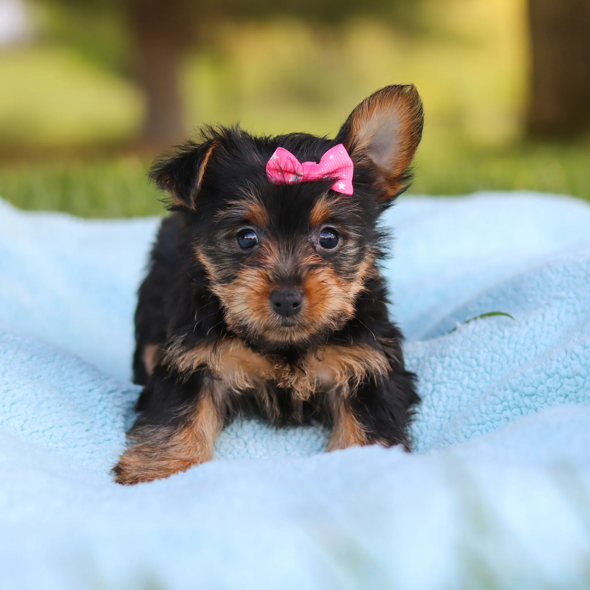 Cookie - Available 5/28 - Image 2