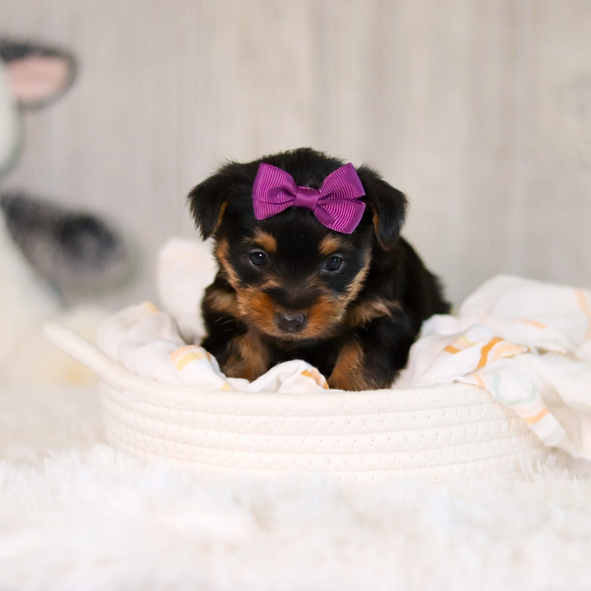 Cookie - Available 5/28 - Image 6