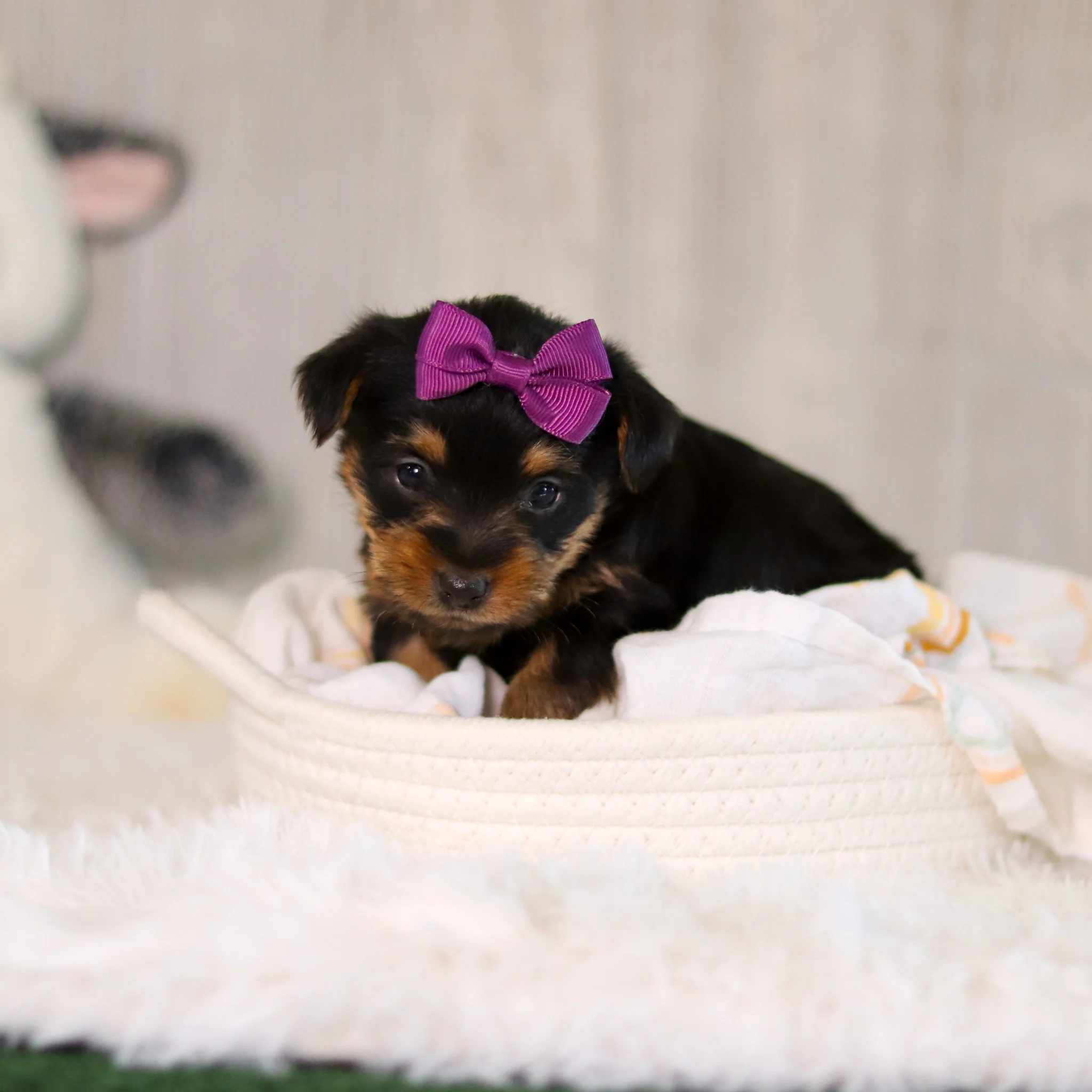 Cookie - Available 5/28 - Image 8