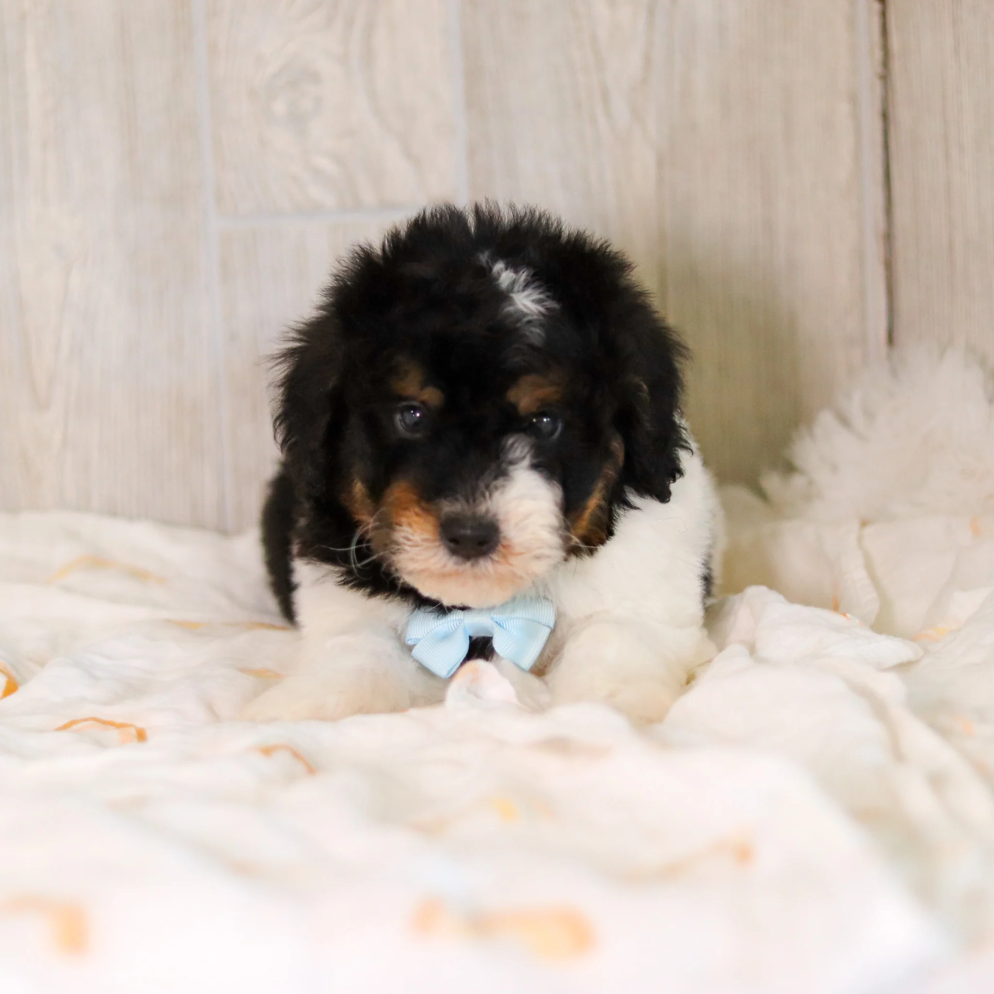 Cooper - Available Now - Image 3
