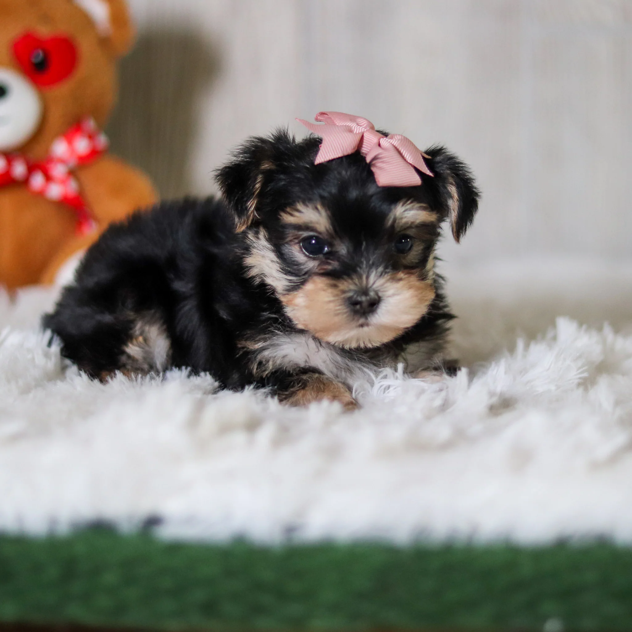 Cosette - Available 5/28 - Image 3