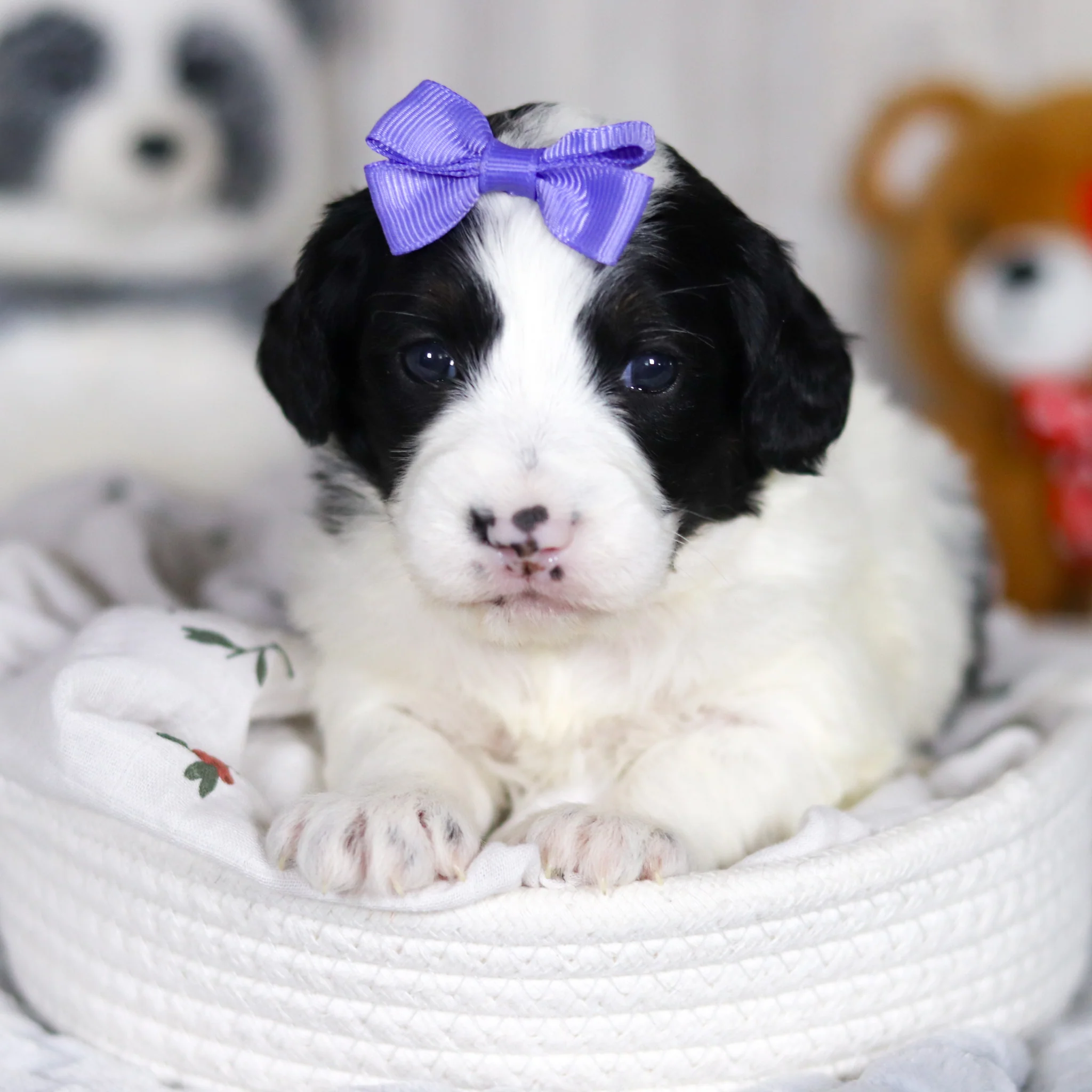 Darcy - Available Now - Image 10