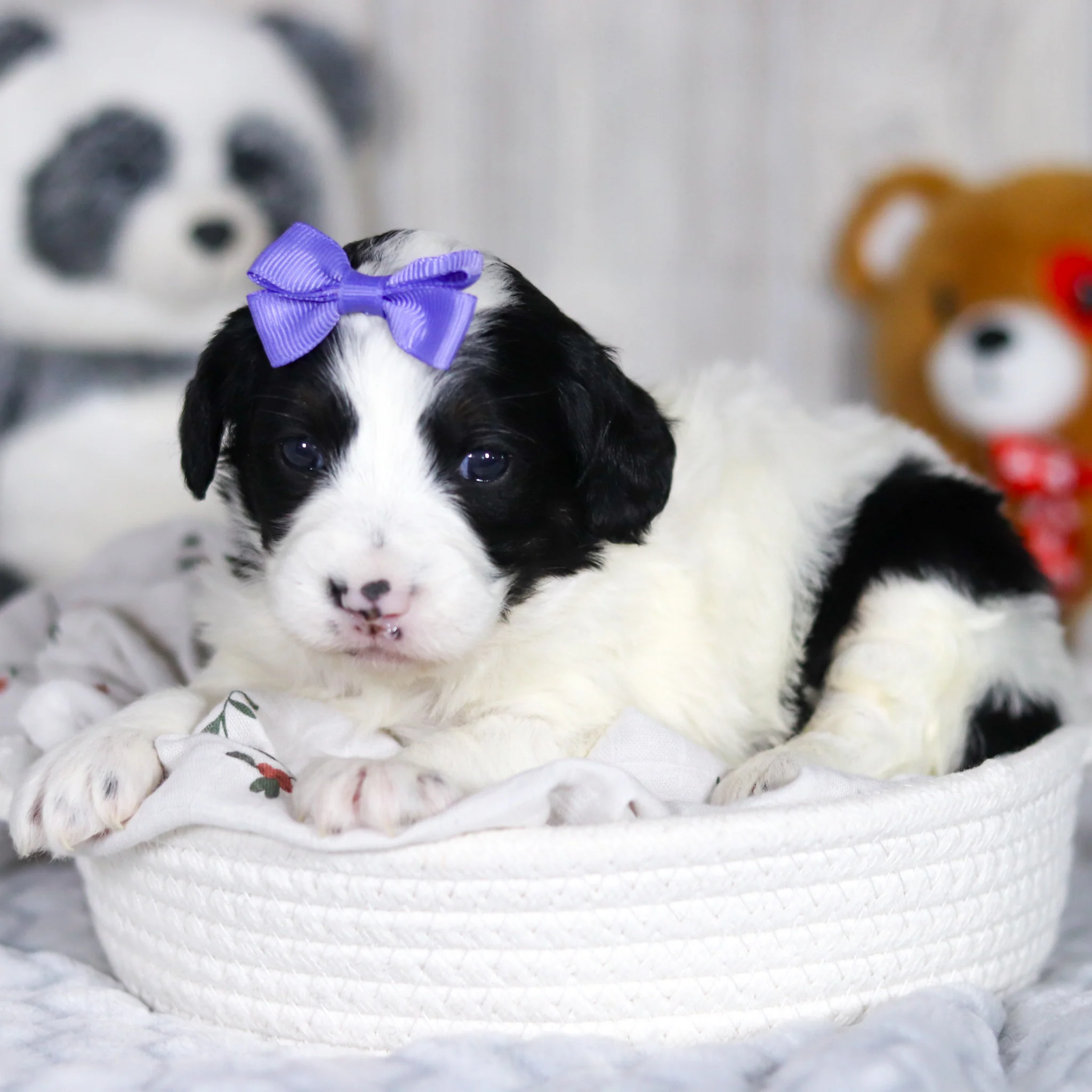 Darcy - Available Now - Image 11