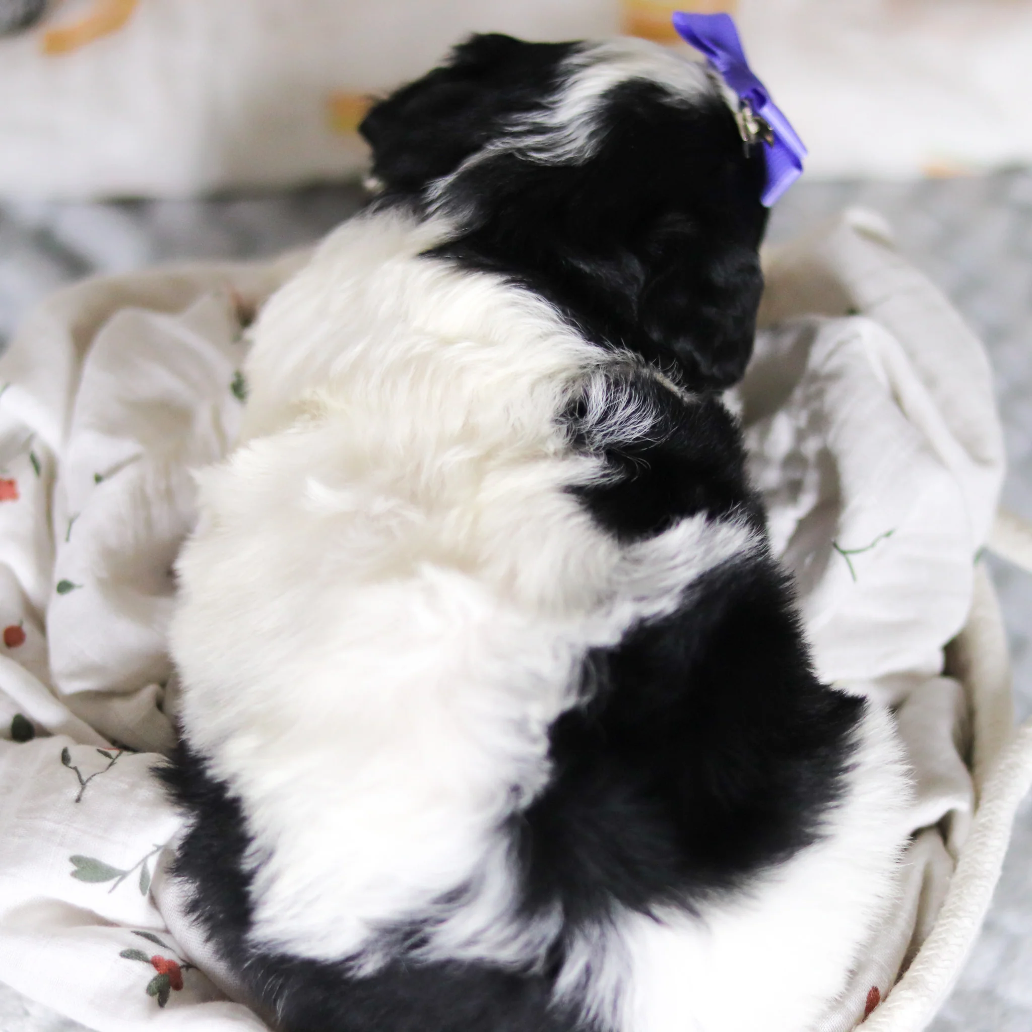 Darcy - Available Now - Image 12