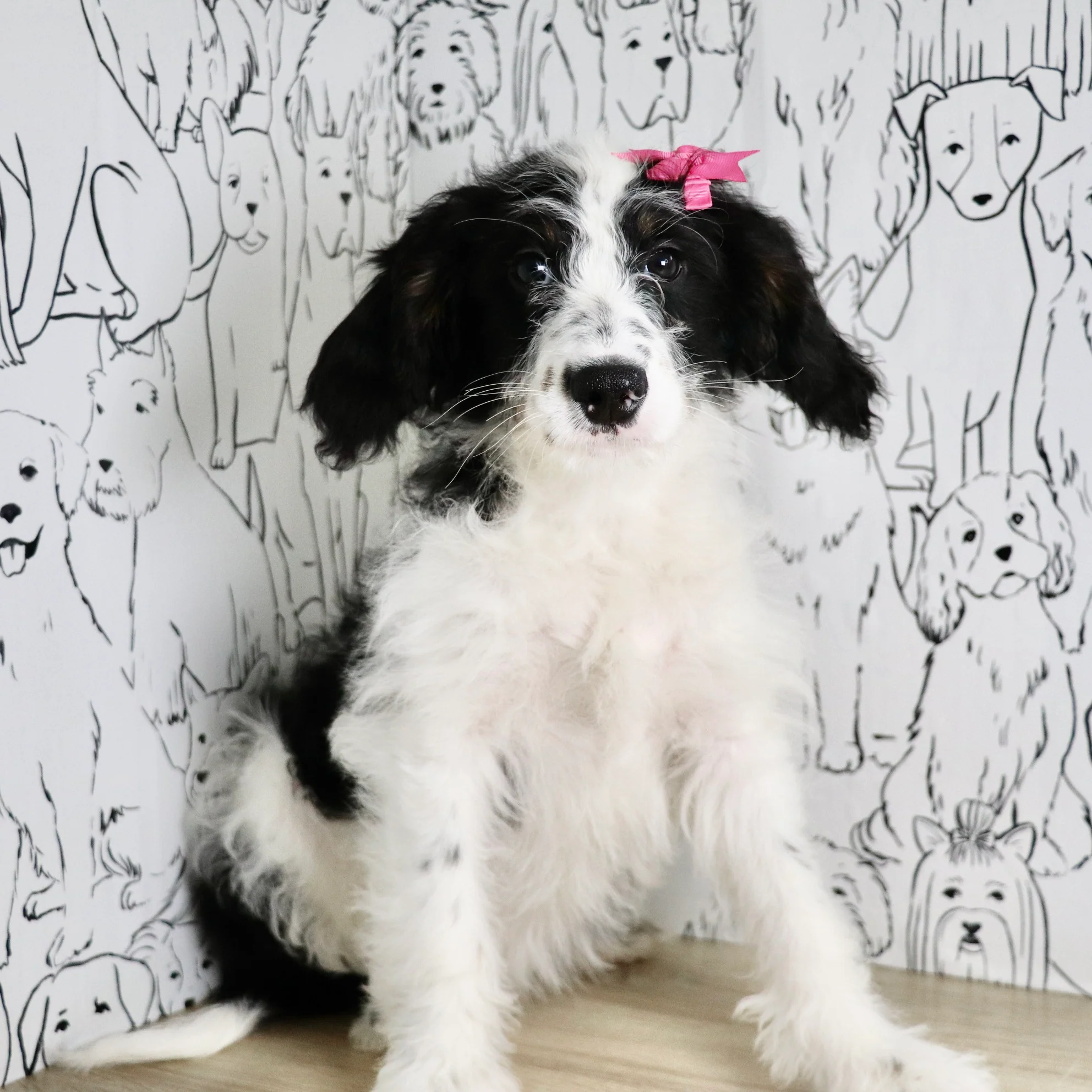 Darcy - Available Now - Image 3