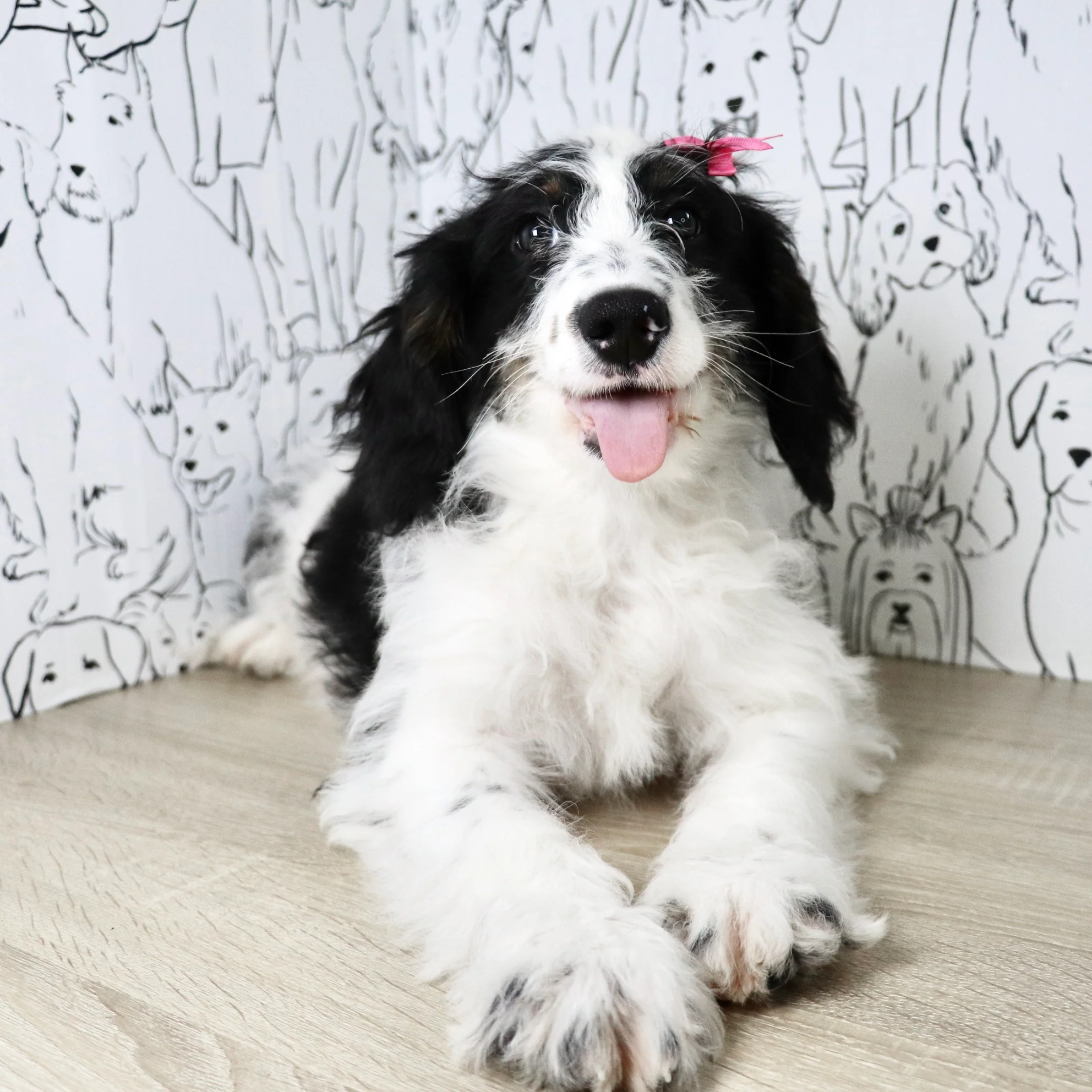 Darcy - Available Now - Image 4
