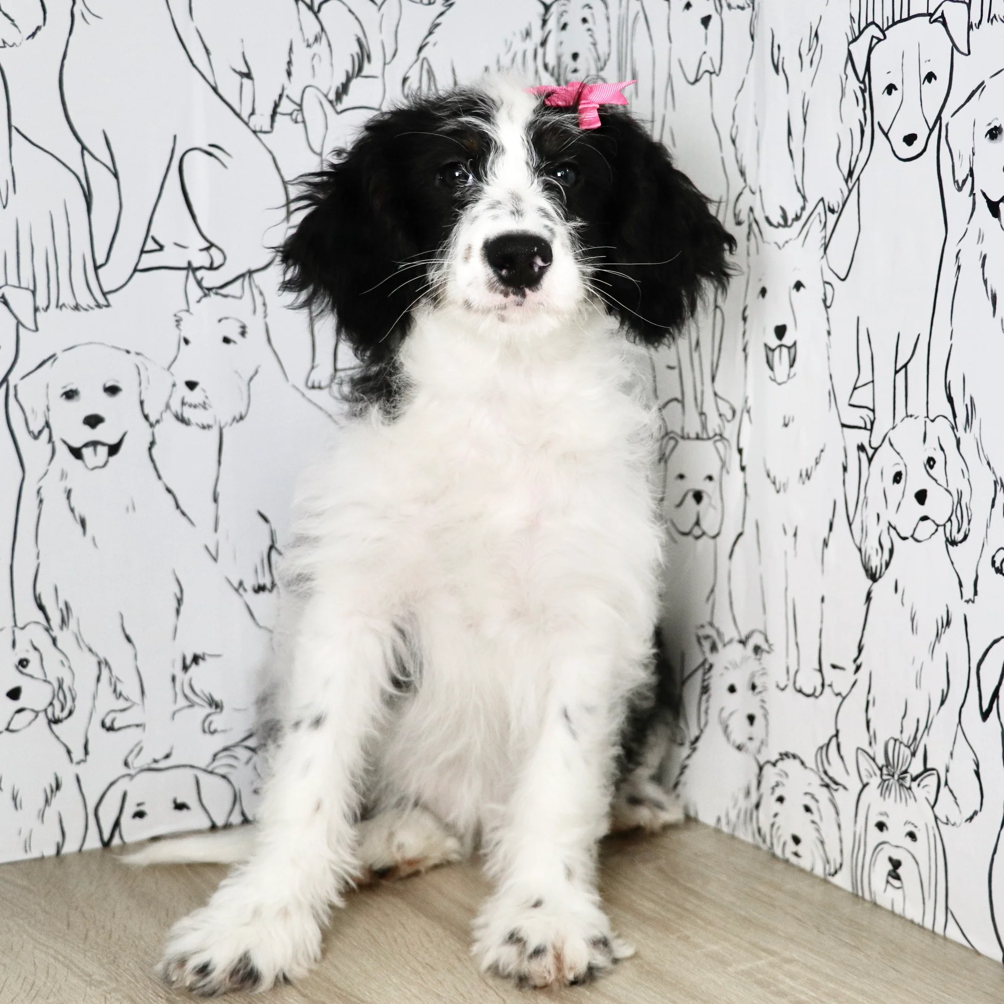 Darcy - Available Now - Image 5