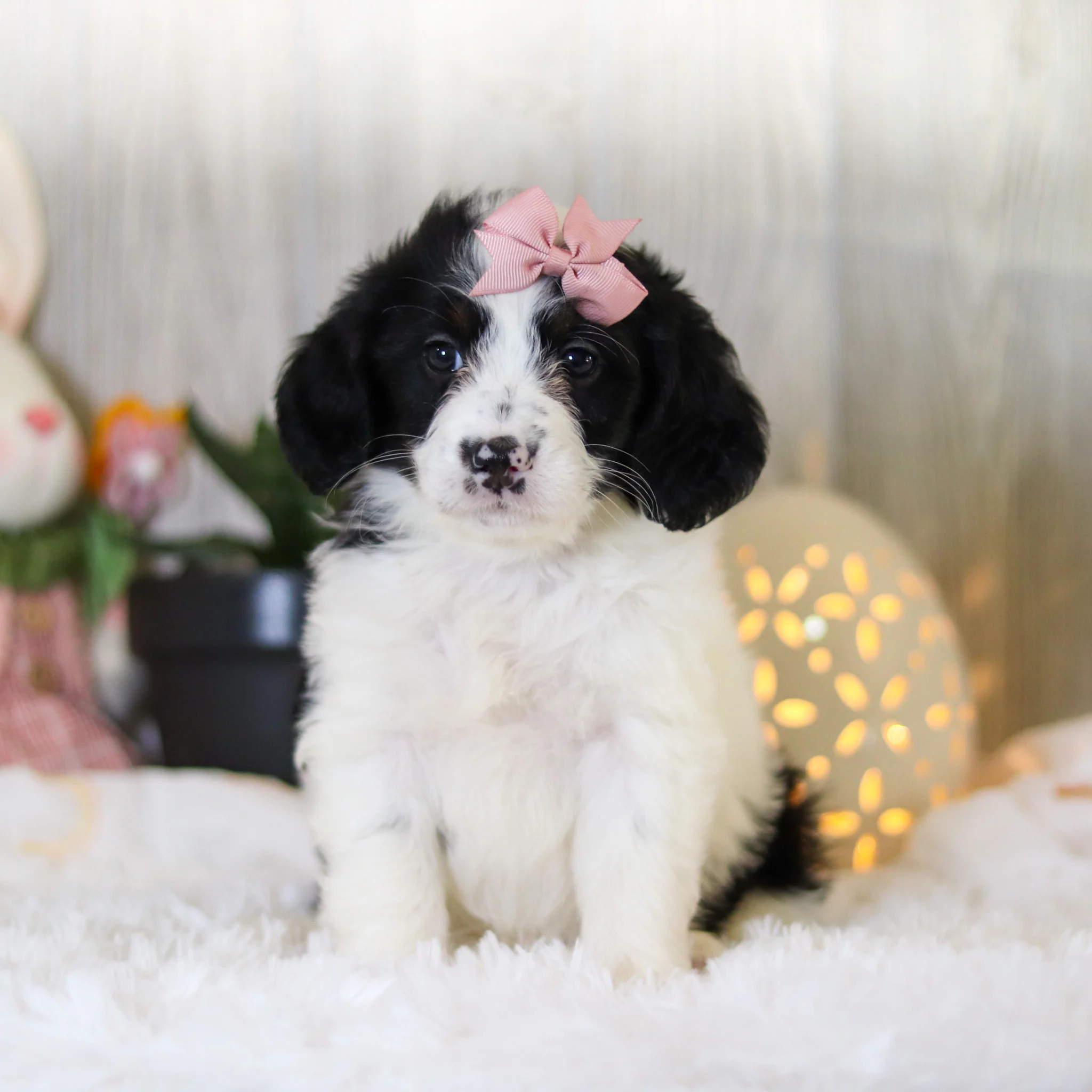 Darcy - Available Now - Image 6