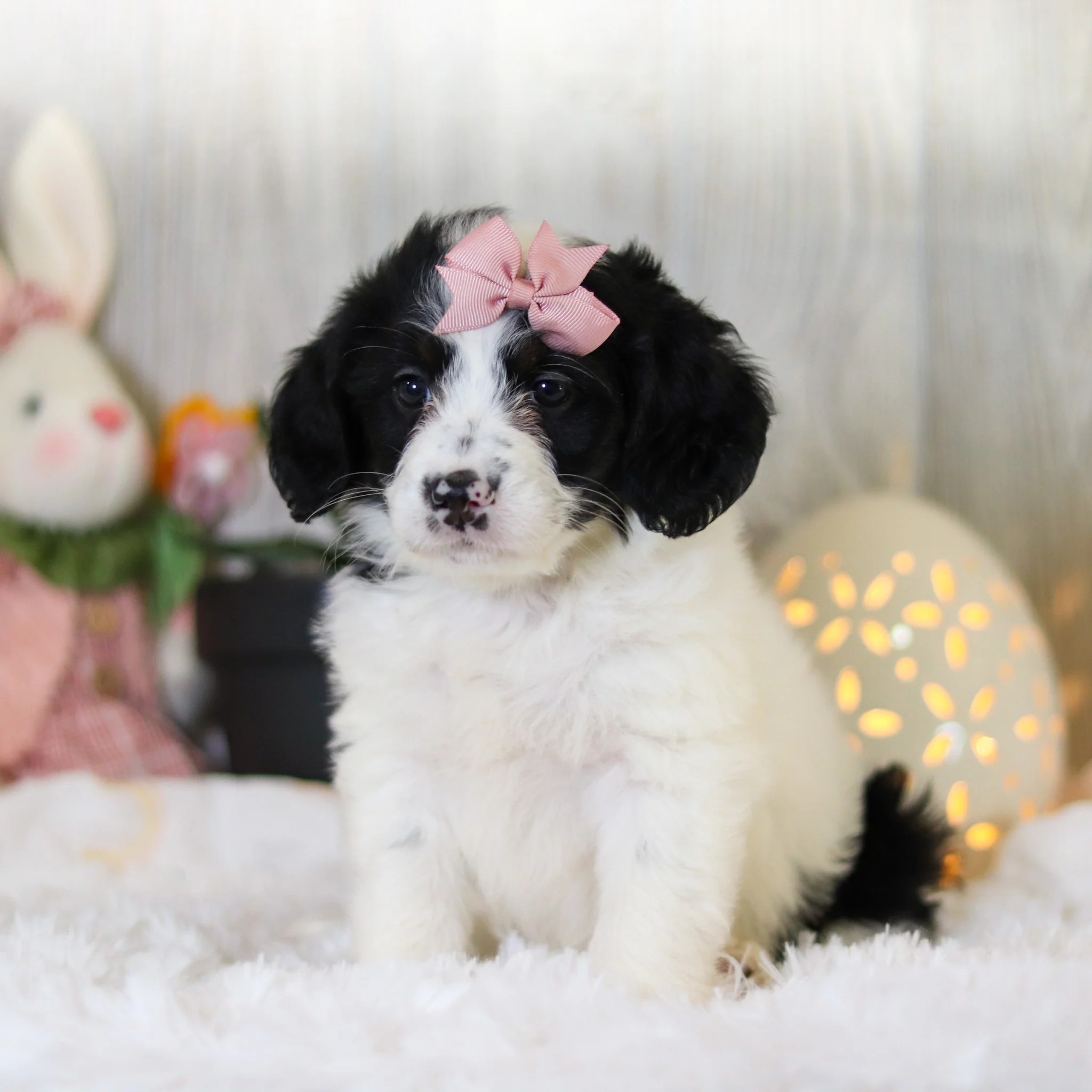 Darcy - Available Now - Image 7