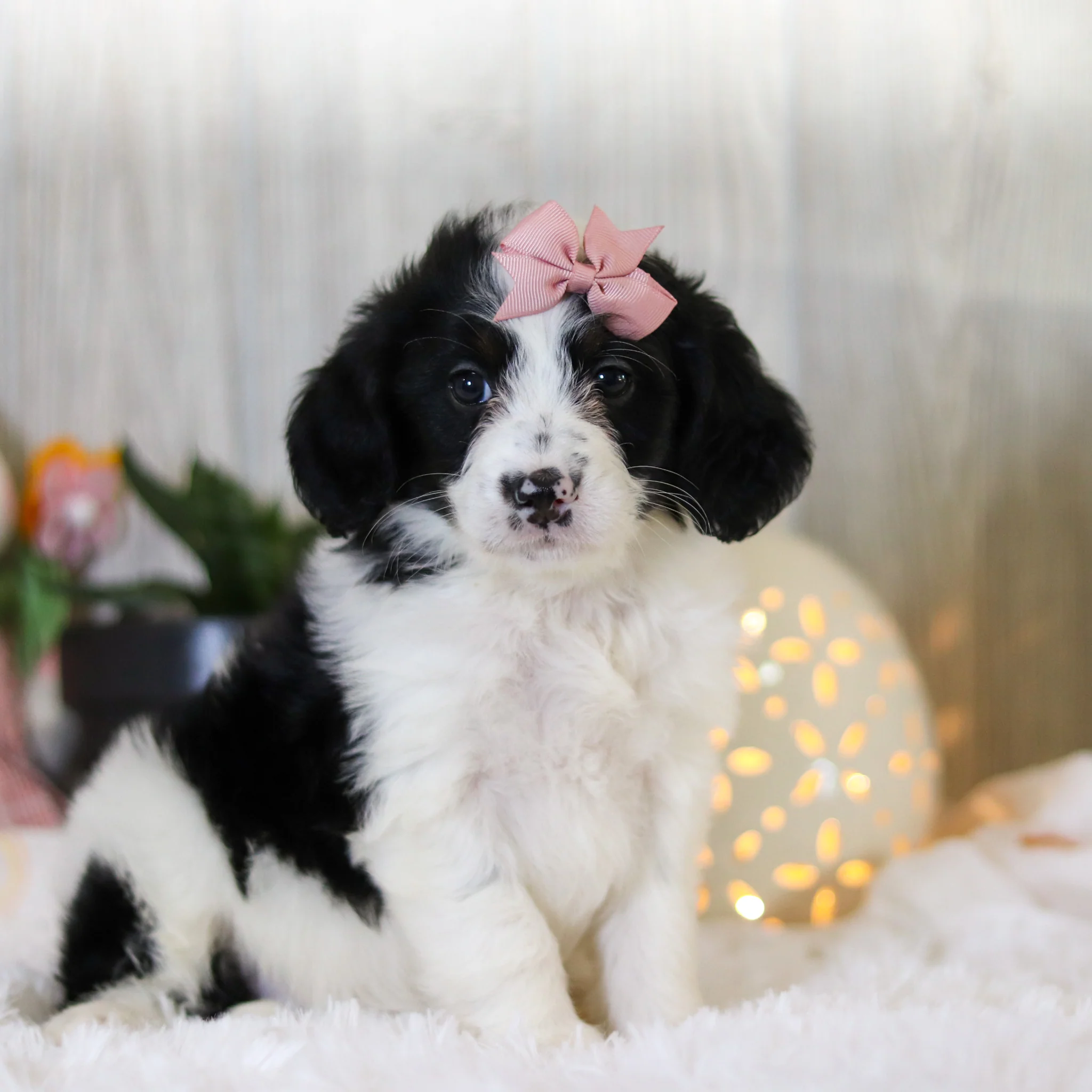 Darcy - Available Now - Image 8
