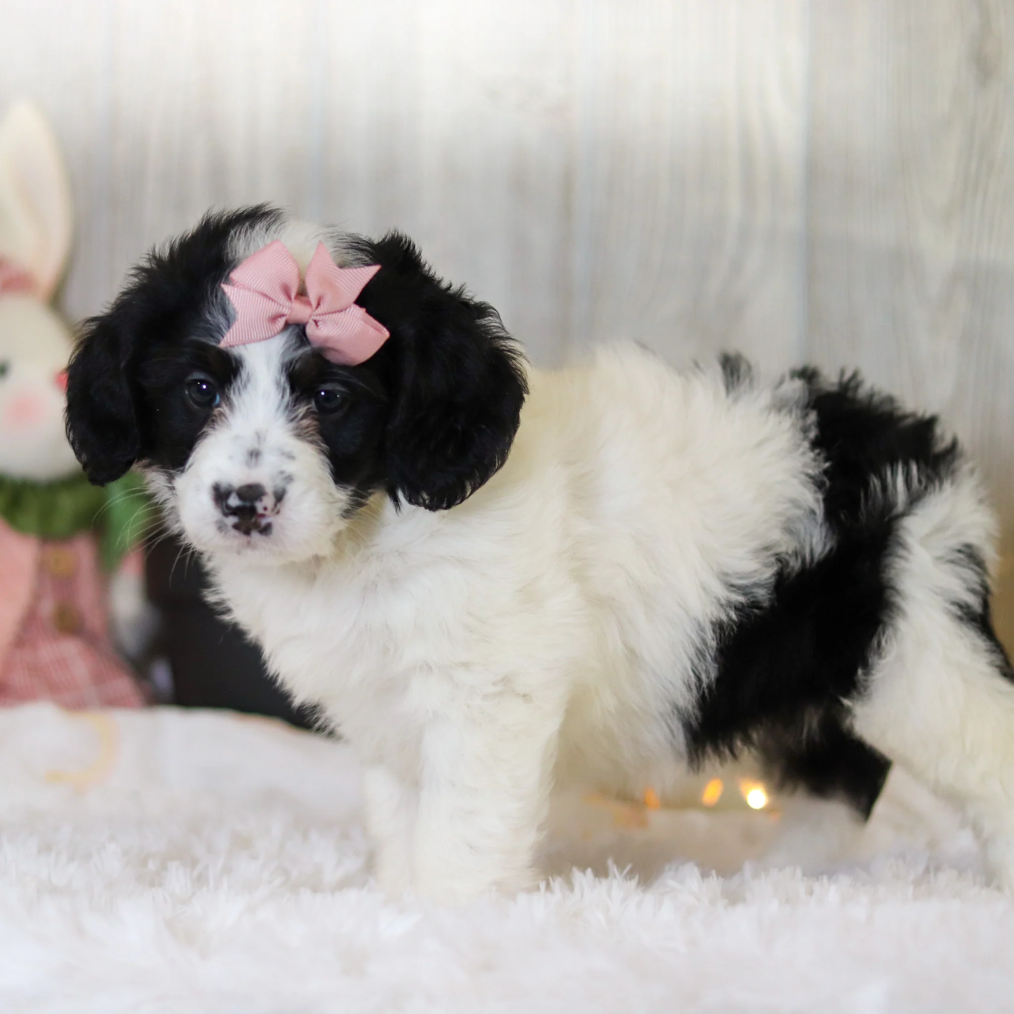Darcy - Available Now - Image 9
