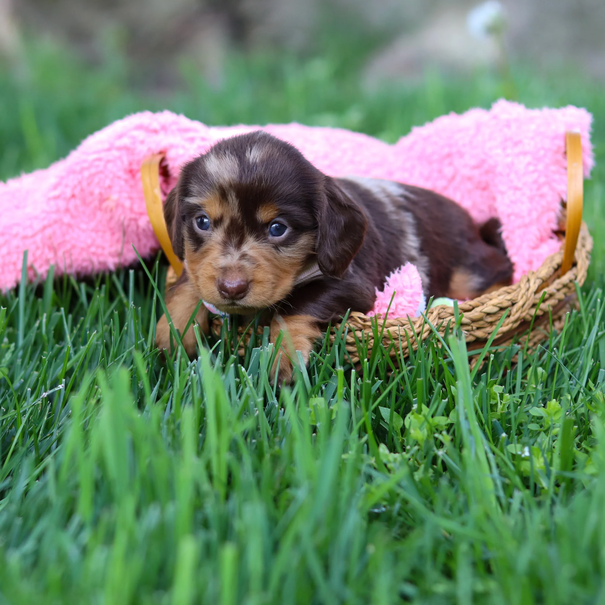 Darla - Available 6/4 - Image 4