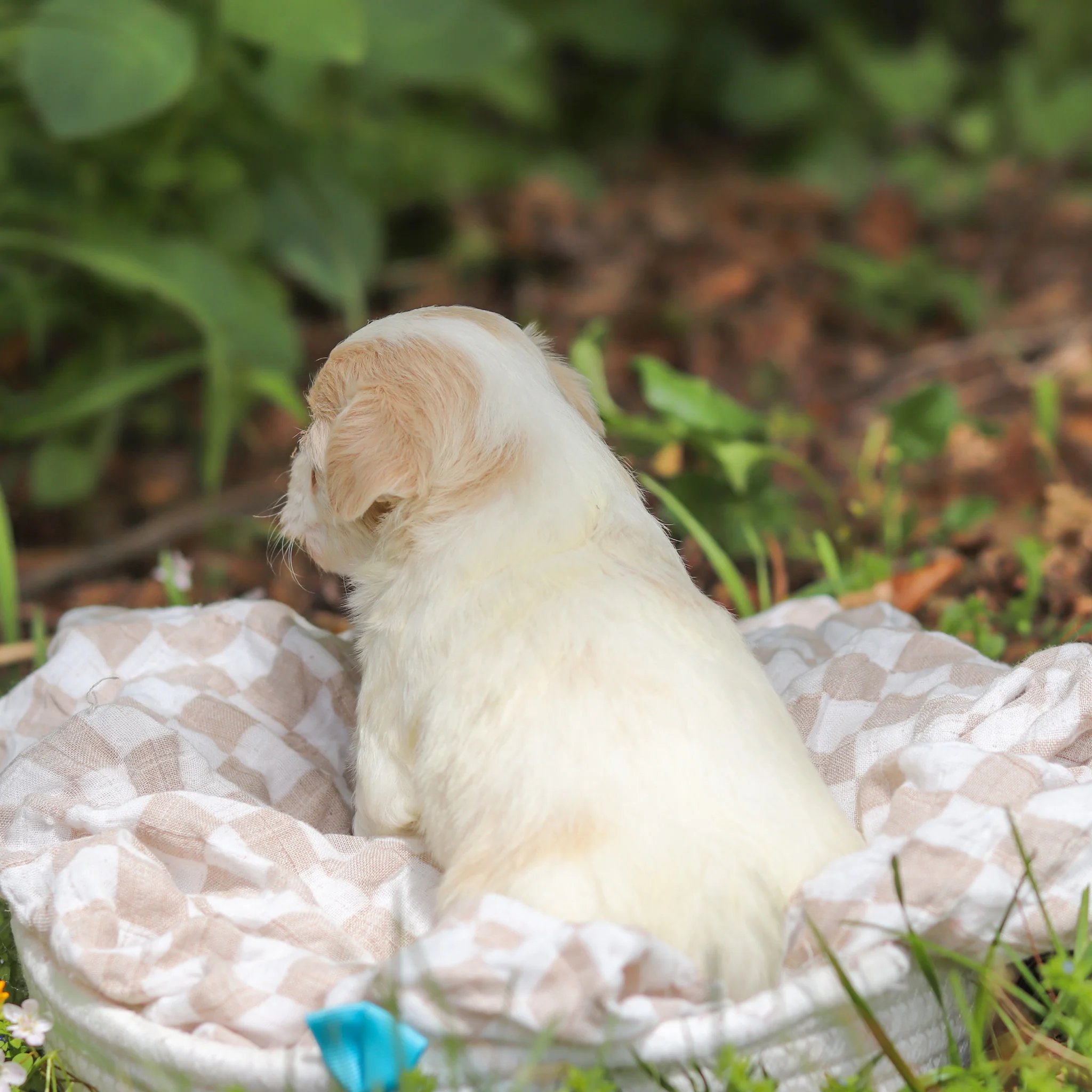 Darwin - Available 6/11 - Image 2