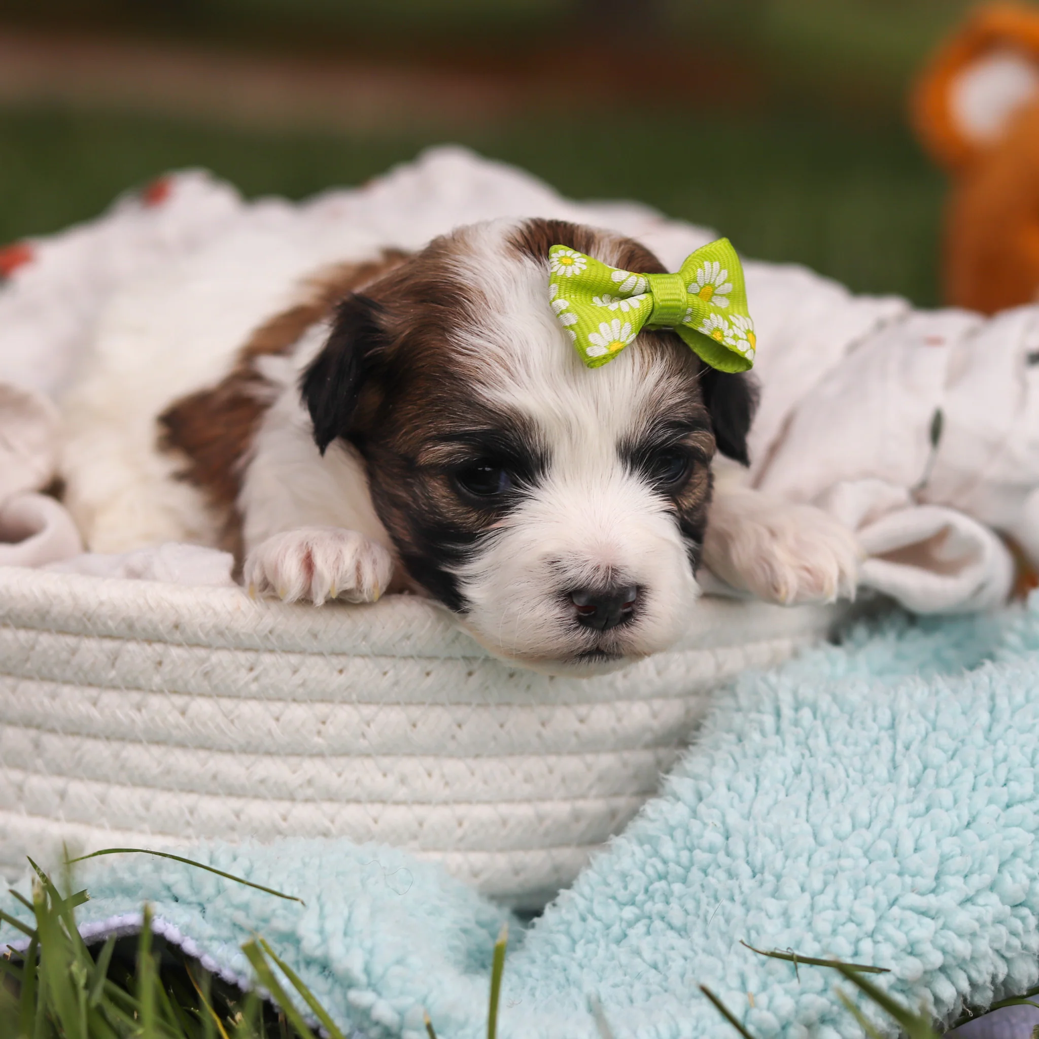 Delilah - Available 6/18 - Image 2