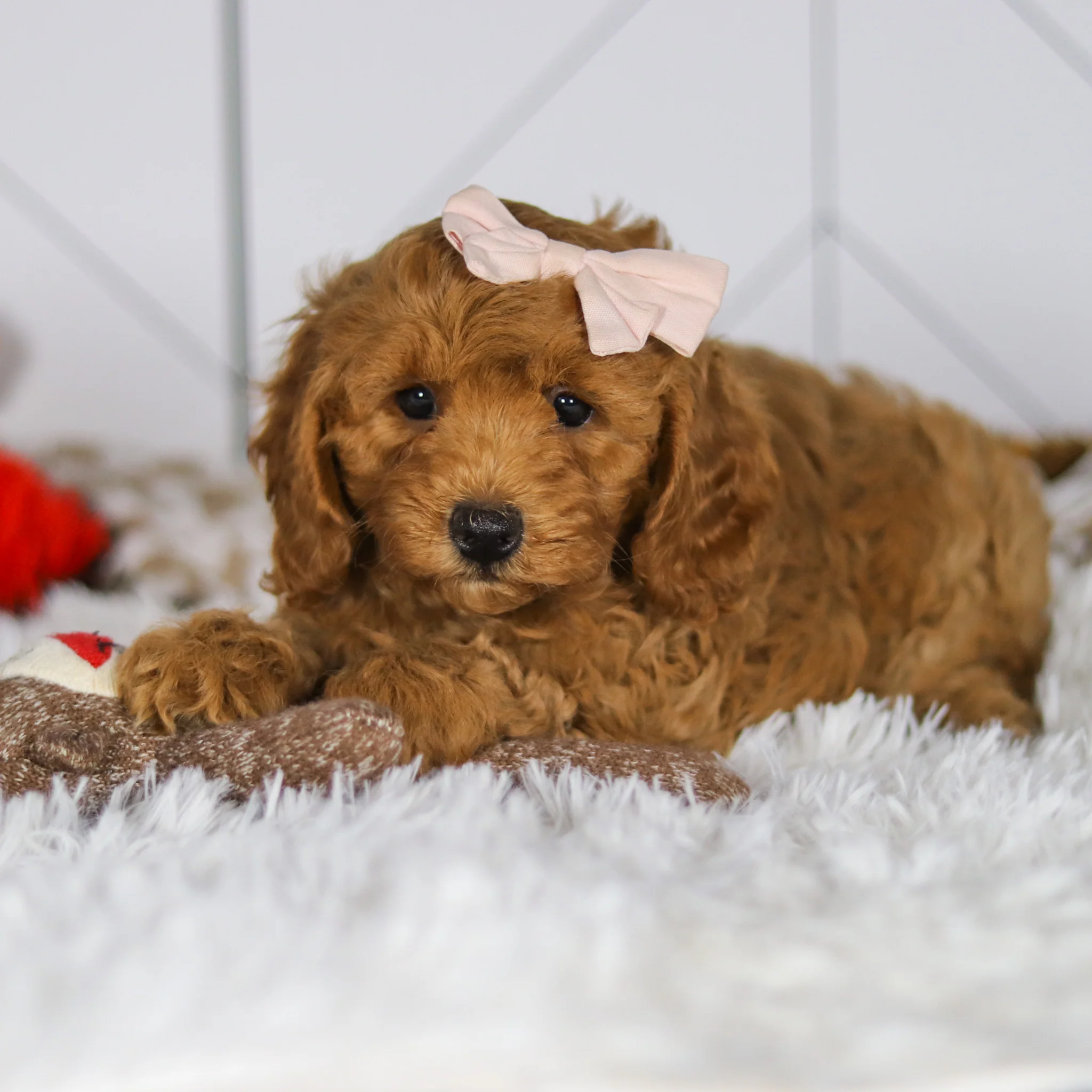 Ellie - Available Now - Image 3